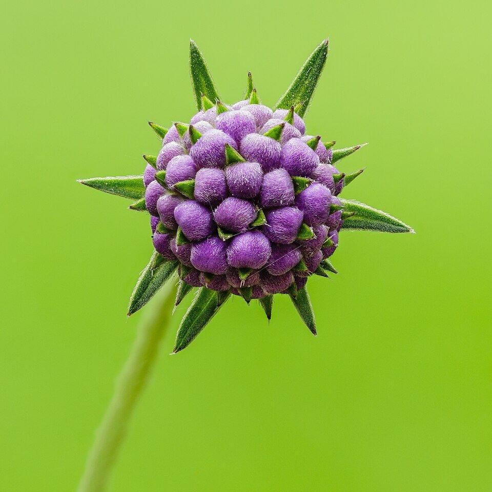 Flower bud of one Succisa pratensis photo by Dominicus Johannes Bergsma ,
wikimedia commons