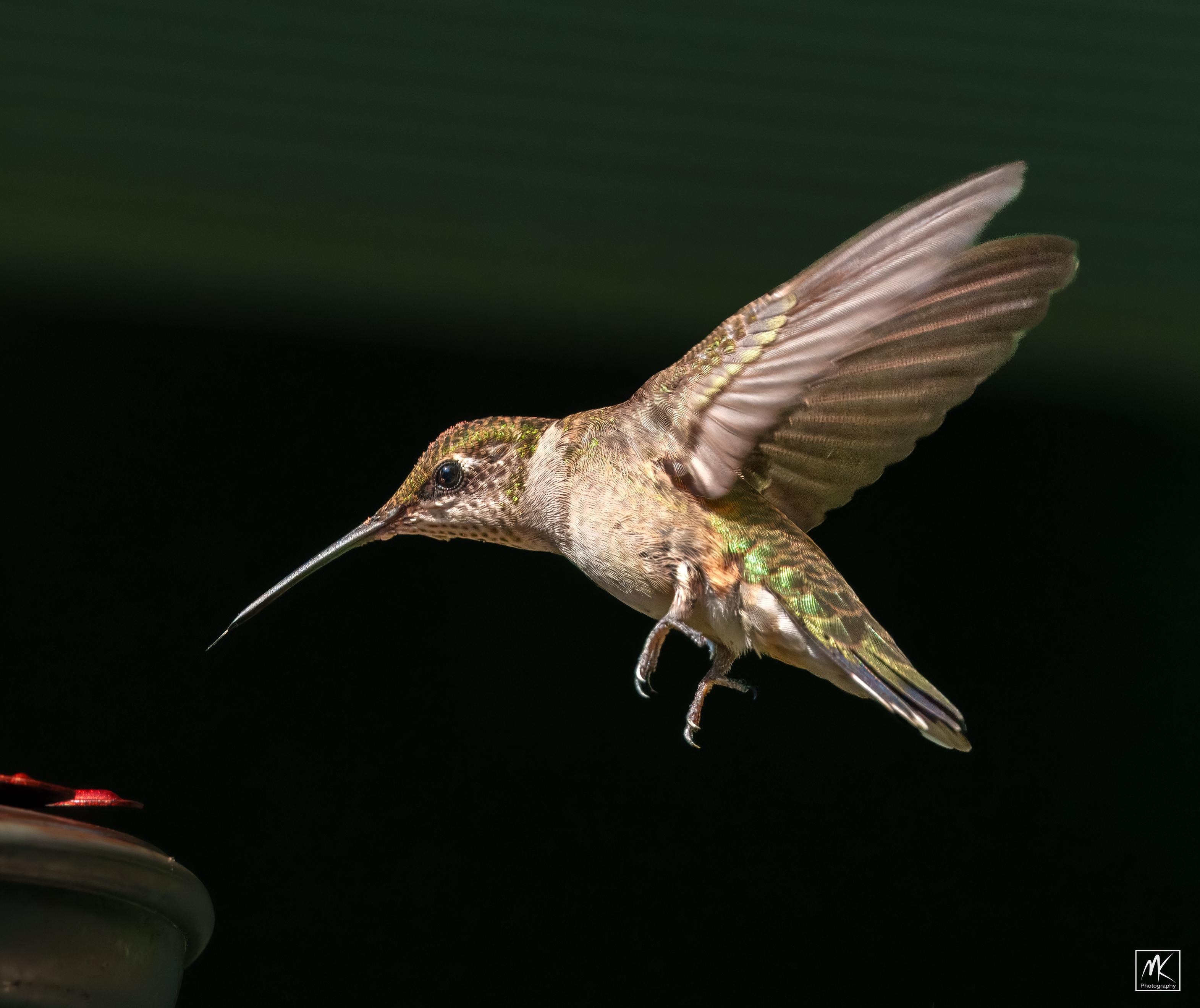 Color photo of a juvenile male ruby-throated hummingbird hovering in the air with its wings stretched out behind it and a bit of its tongue sticking out from its long beak. The hummingbird is starkly lit against a dark background illuminating some of its iridescent green feathers.