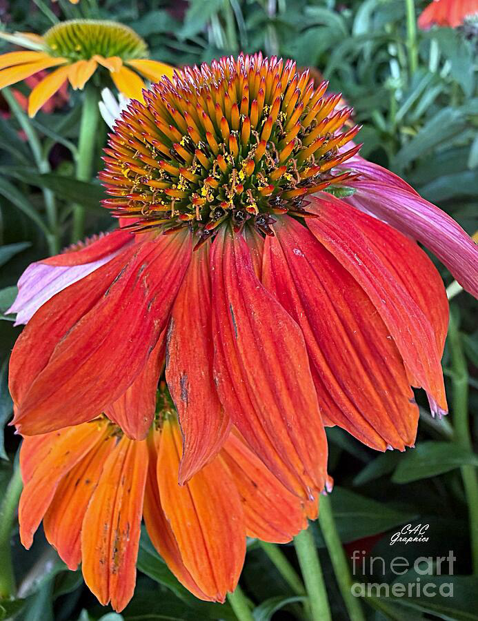 Orange Red Summer Coneflower