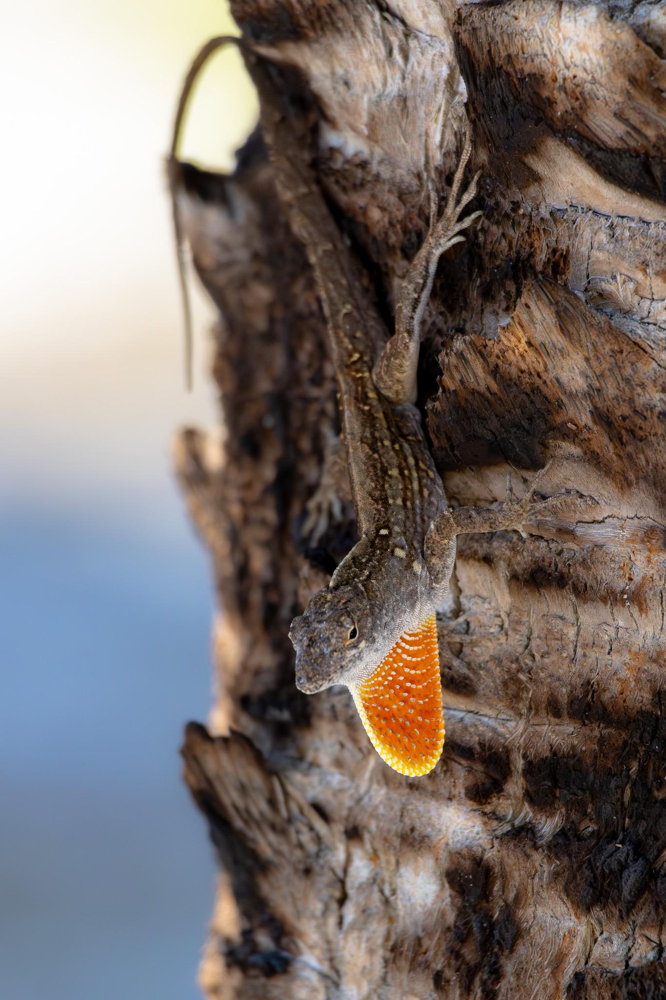 A brown lizard clinging to the side of a palm tree trunk, upside down so the head is low in the frame and the curved tail is at the top of the frame. Its head is extending away from the tree trunk, close to the camera. It is facing toward the left side slightly, and we see one eye. Below its neck is a large, curved piece of skin extending away from the neck, down toward the bottom of the frame. The extending skin is bright orange with yellow around the edges and a pattern of small yellow/white dots. The head is in focus, but the tree trunk and the legs and tail of the lizard are somewhat blurry. The tree trunk fills the right side of the frame. The background to the left of the frame is blurry and blue and white. The photo is in portrait orientation, tall and narrow.