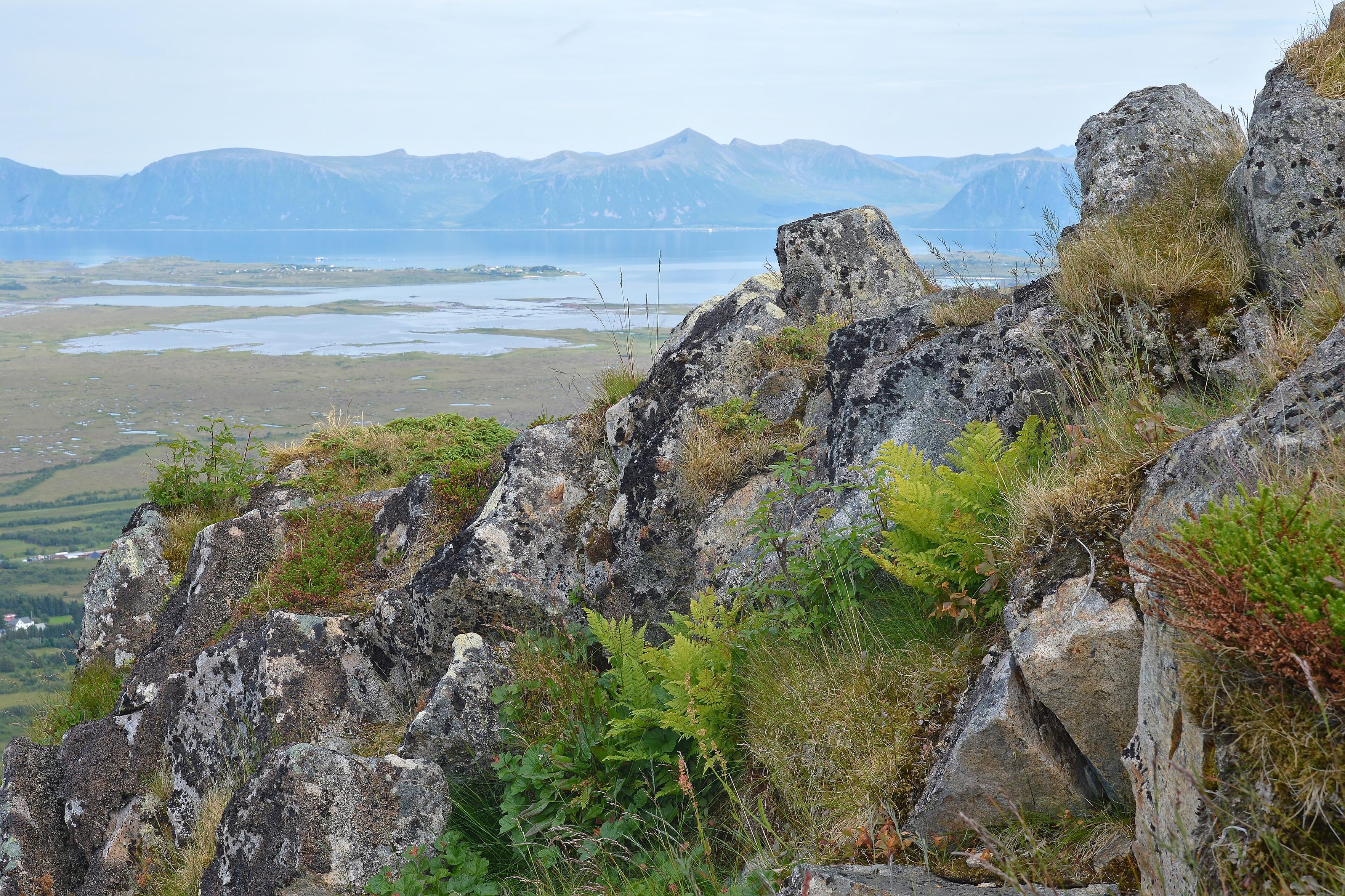 A photo of a rocky mountain side with ferns and other small plants growing on it. Water and mountains can be seen in the distance.