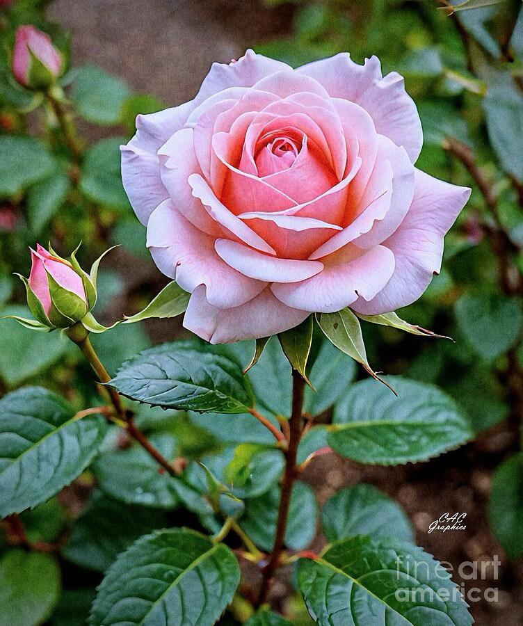 Pink Summer Rose in Garden