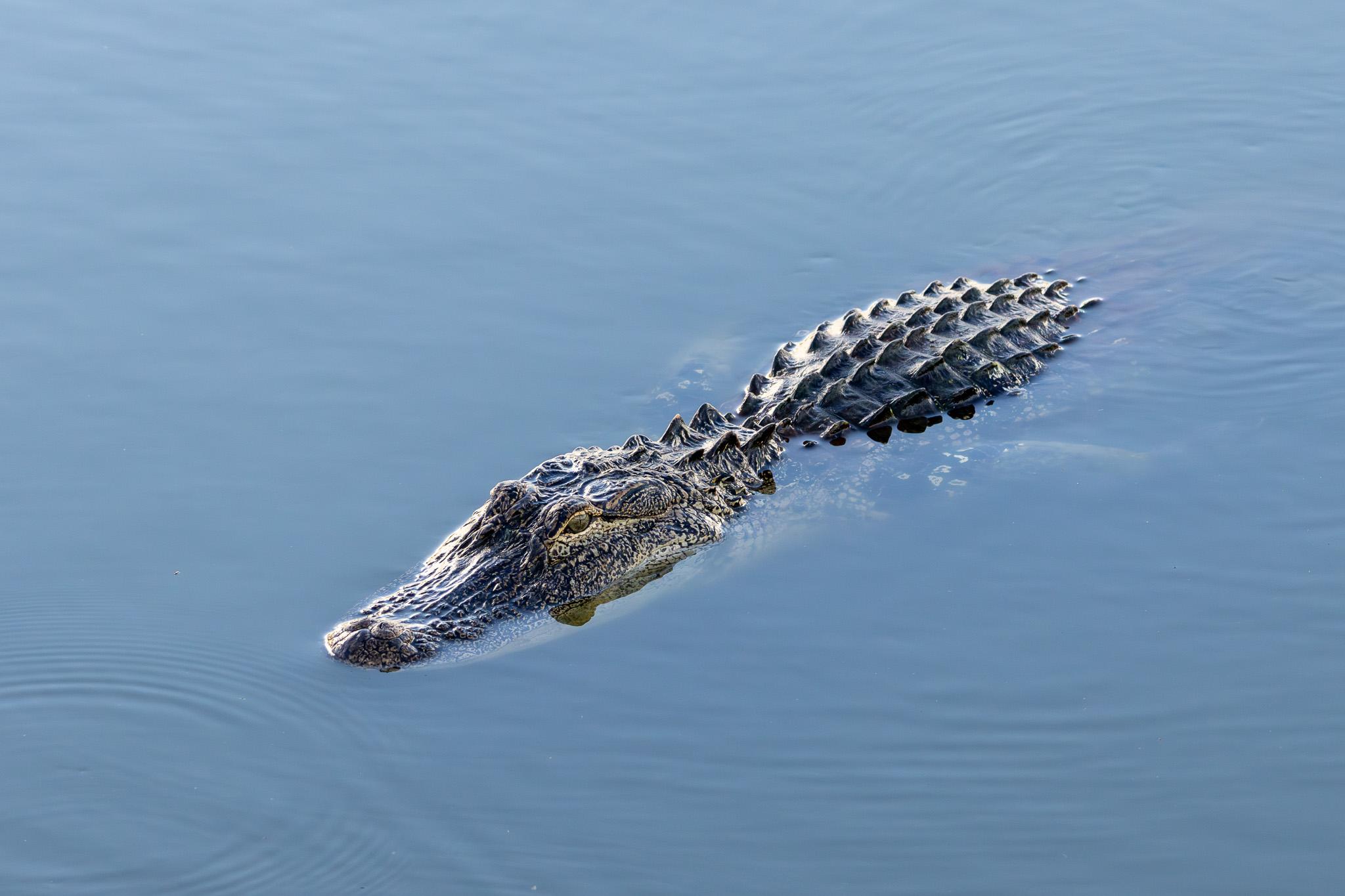 Alligator floating in still, clear, blue water. Its nose, head, neck, and back are floating above the water. Its skin is dark overall, but lighter colored details can be seen in the face. One eye can be seen at the top of the head. It is greenish gray with a narrow vertical pupil. The neck and back have pointy protrusions in rows. The body and front legs are barely visible under the surface of the water. The nose is pointing toward the lower left corner of the frame, and the alligator is fairly large in the frame.