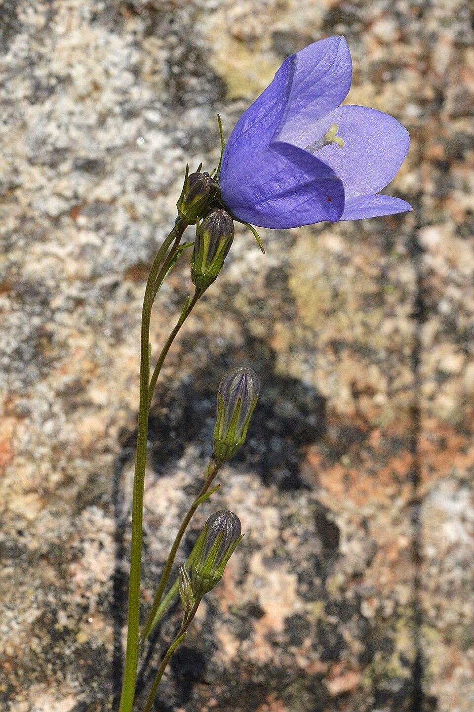 A photo of a common harebell, with one flower and several buds, in front of a large rock.
