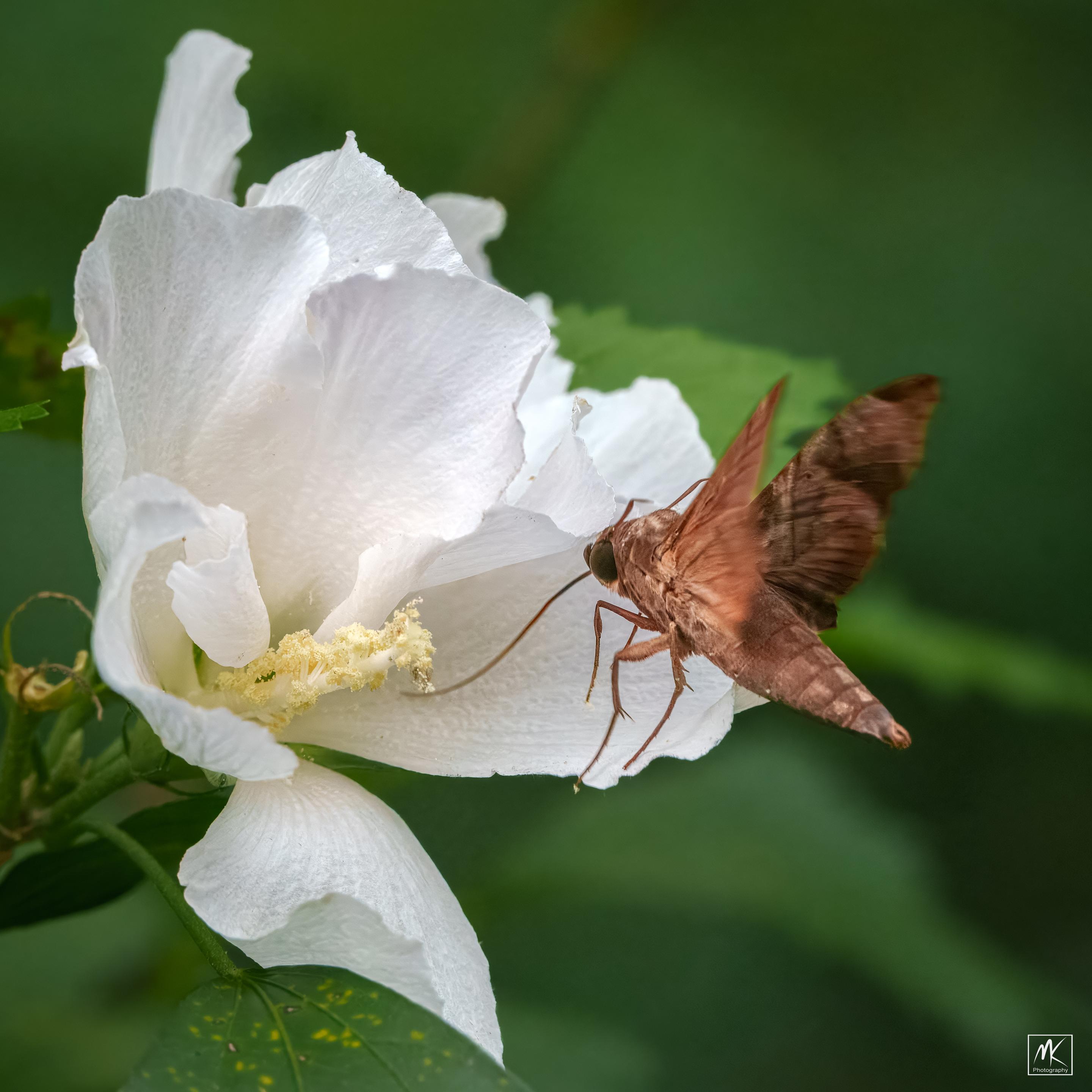 Color photo of a large brown mournful sphinx moth perched on a white althea flower with its long proboscis extending into the flower.