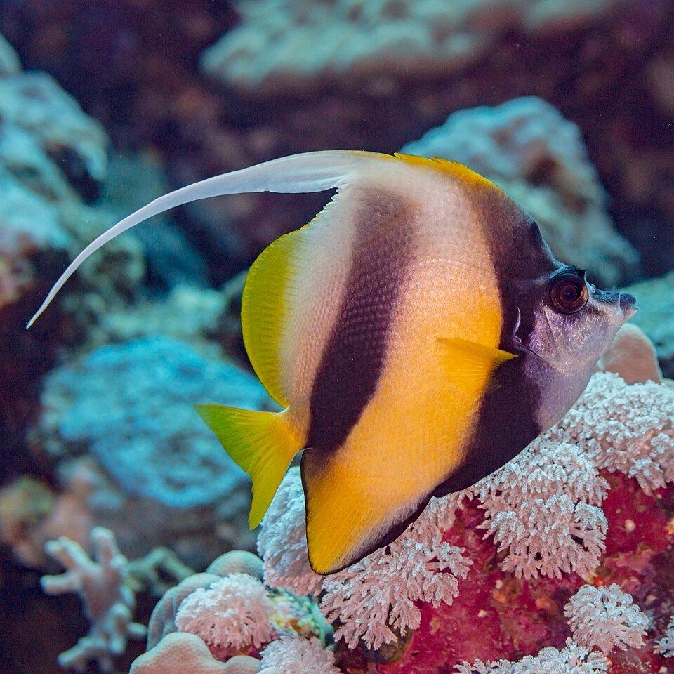 Red Sea sailfin tang (Heniochus intermedius), Red Sea, Egypt by Diego Delso