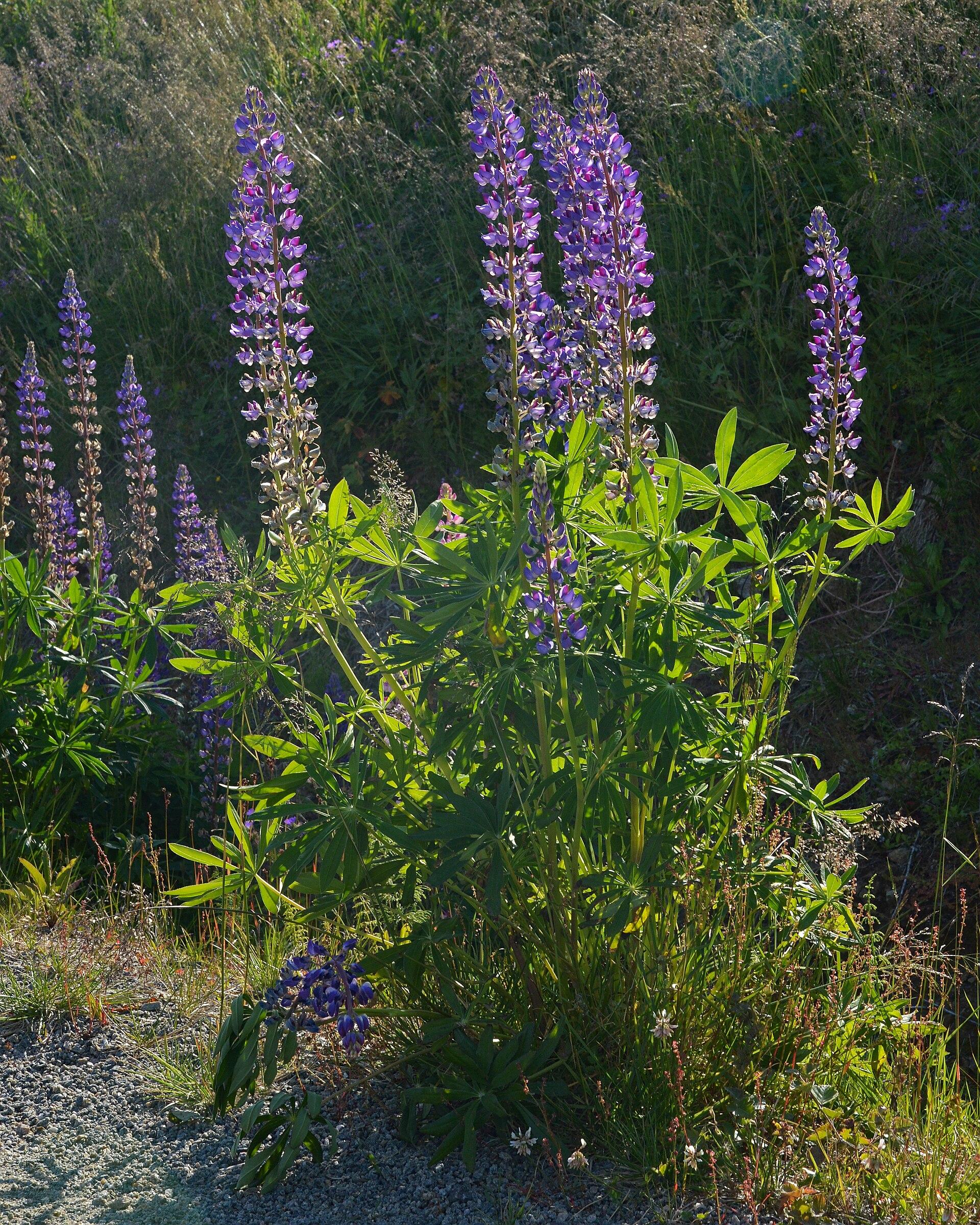 A photo of patch of large-leaved lupine with purple flowers.