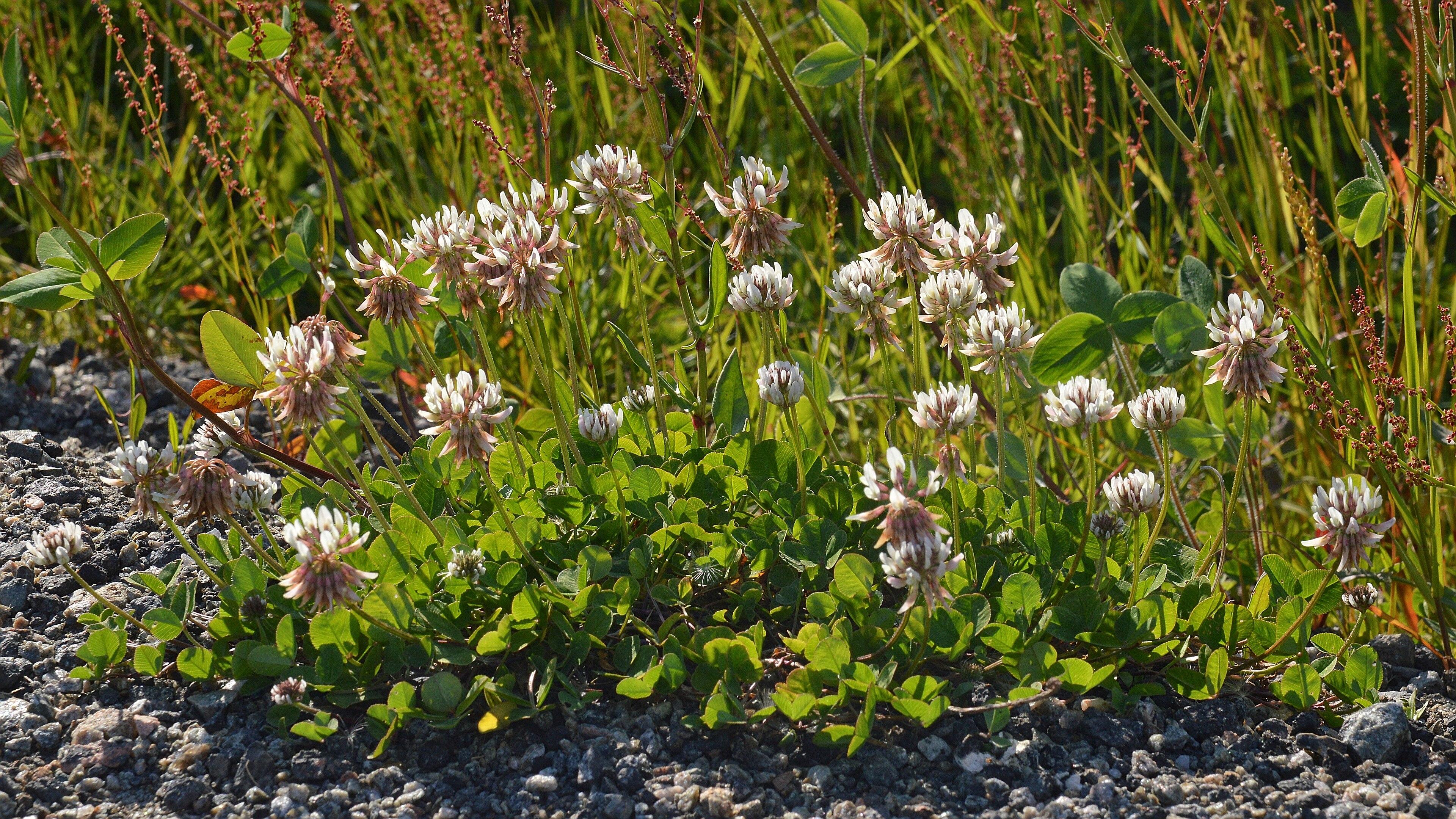 A photo of a patch of white clover.