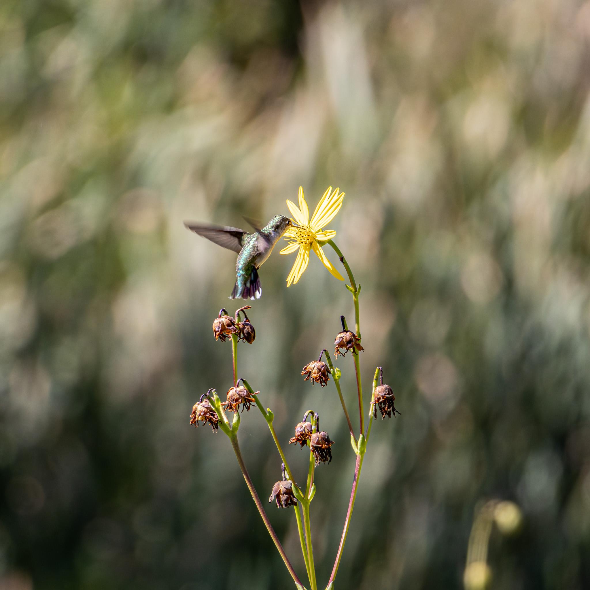 Several dead flowers on stems splitting from a single stem at the bottom of the frame. At the top a single yellow flower with narrow petals. A hummingbird hovering in front of the flower, probing the flower with its long, narrow beak. It's tail, back, and head have green feathers, but the belly and throat are white. The wings are blurry from motion, but extending back behind the bird. The background is very blurry, with a mixture of darker green, lighter green, and yellow or white.