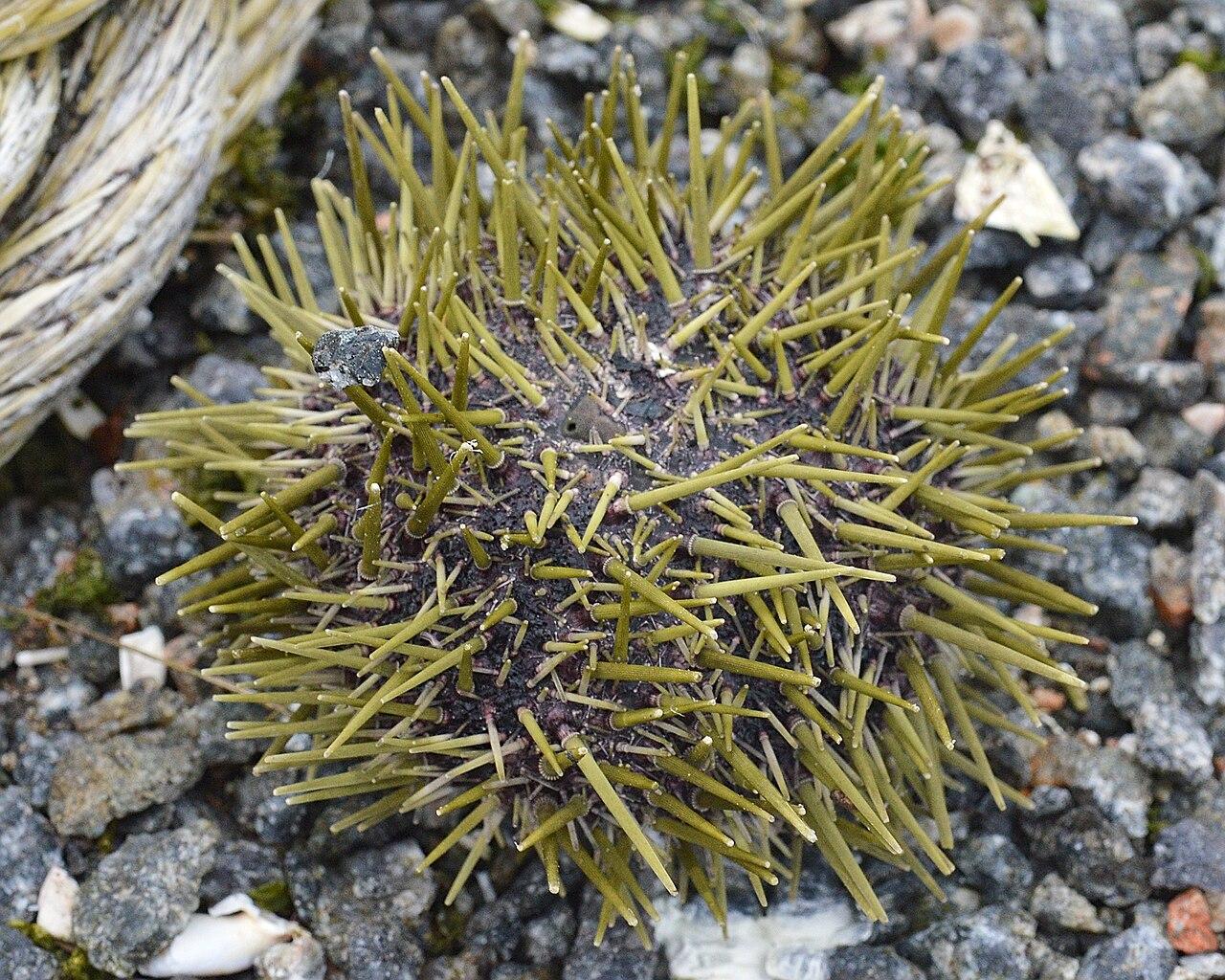 A photo of an arctic green sea urchin on a shore.