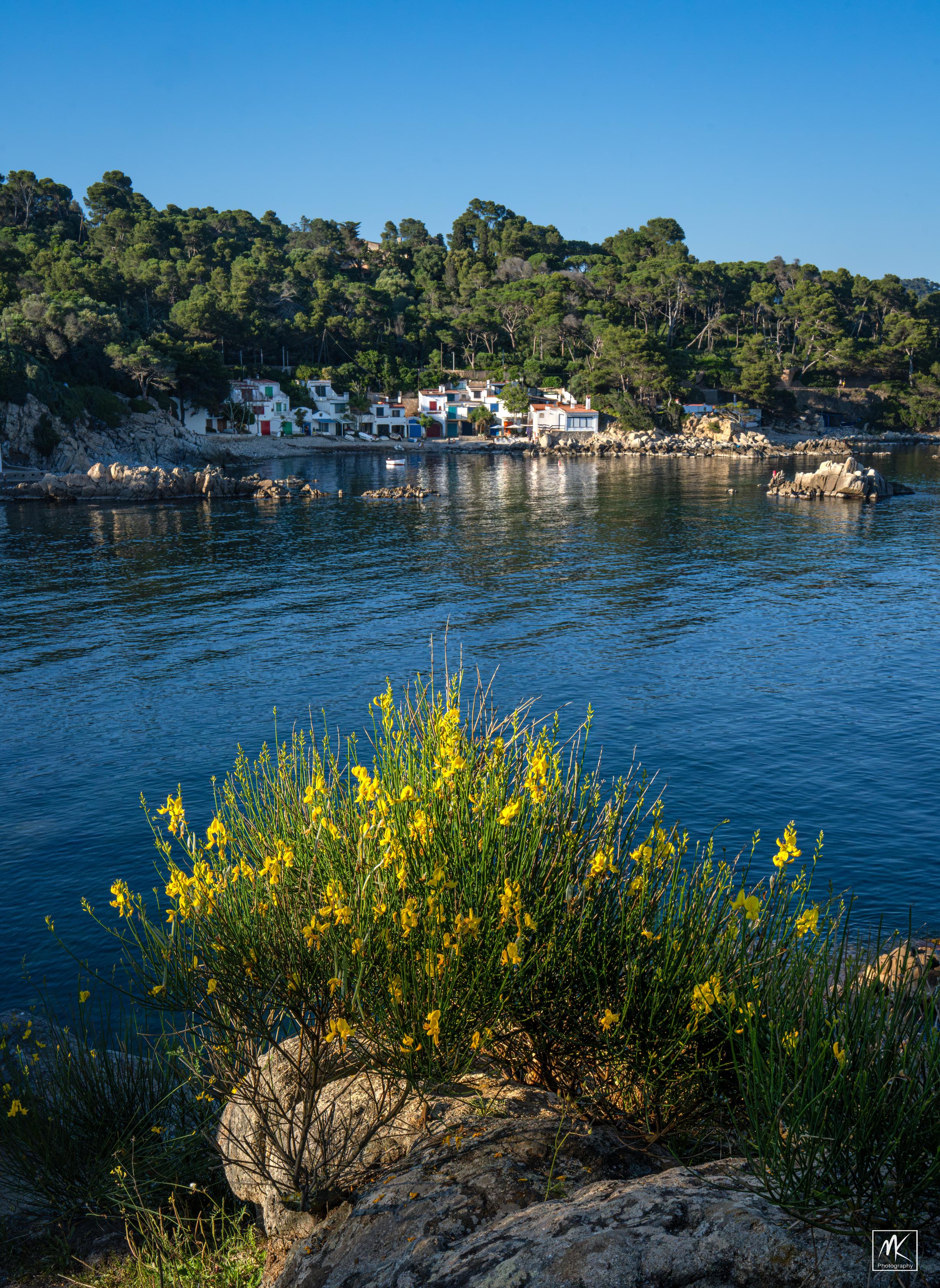 Color photo looking across the water of a cove to small Catalan fishing village made up of white houses with orange tiled roofs. In the foreground is a bush with yellow flowers lit by the late afternoon sun.