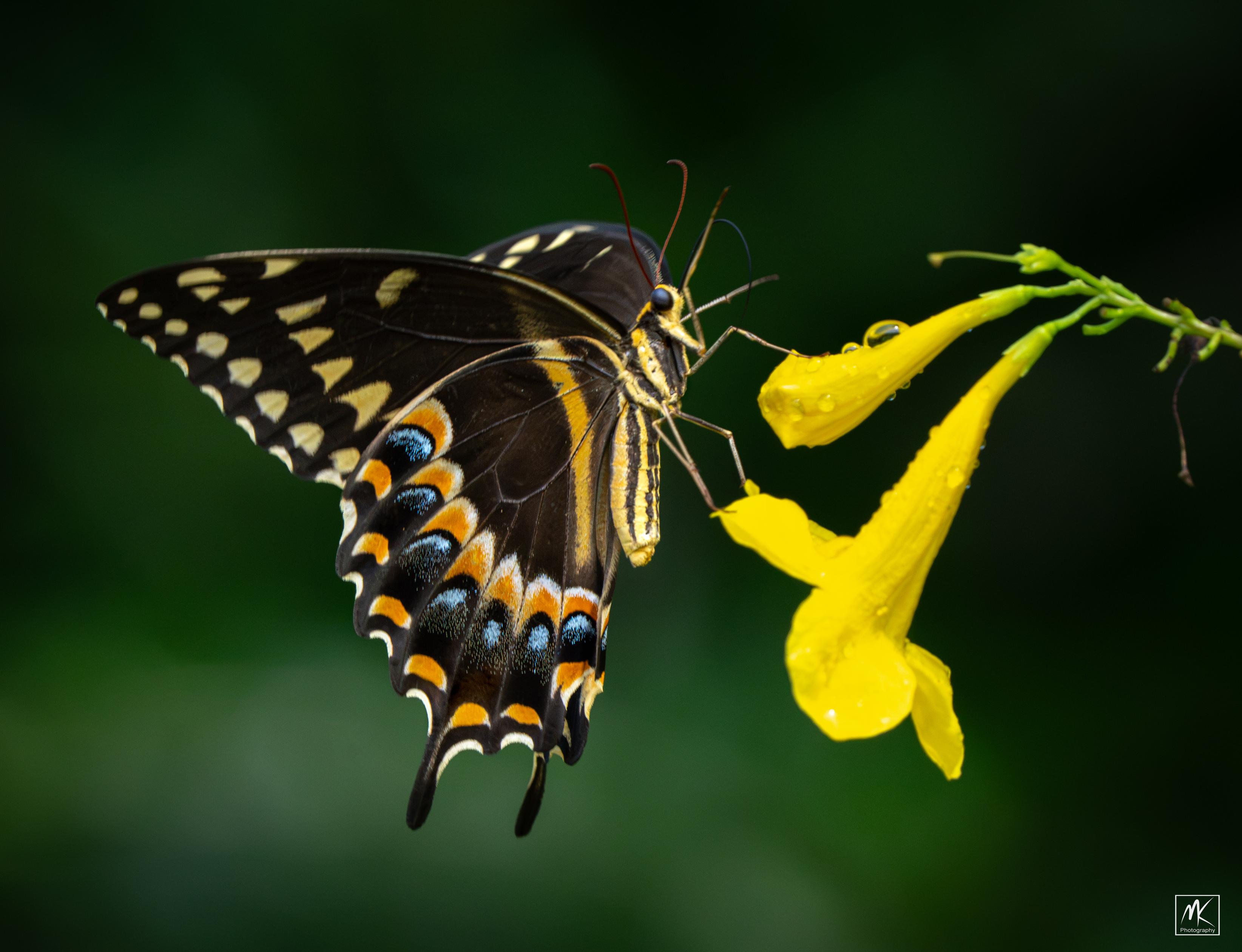 Color photo of a butterfly with black wings with rows of yellow and orange and blue spots and a black and yellow striped body perched on tubular yellow flowers that have water drops on them.
