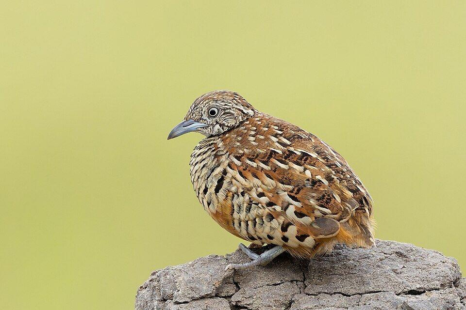 Turnix suscitator (Barred Buttonquail) in Bhigwan, Maharashtra, India.by Tisha Mukherjee #wikimediacommons