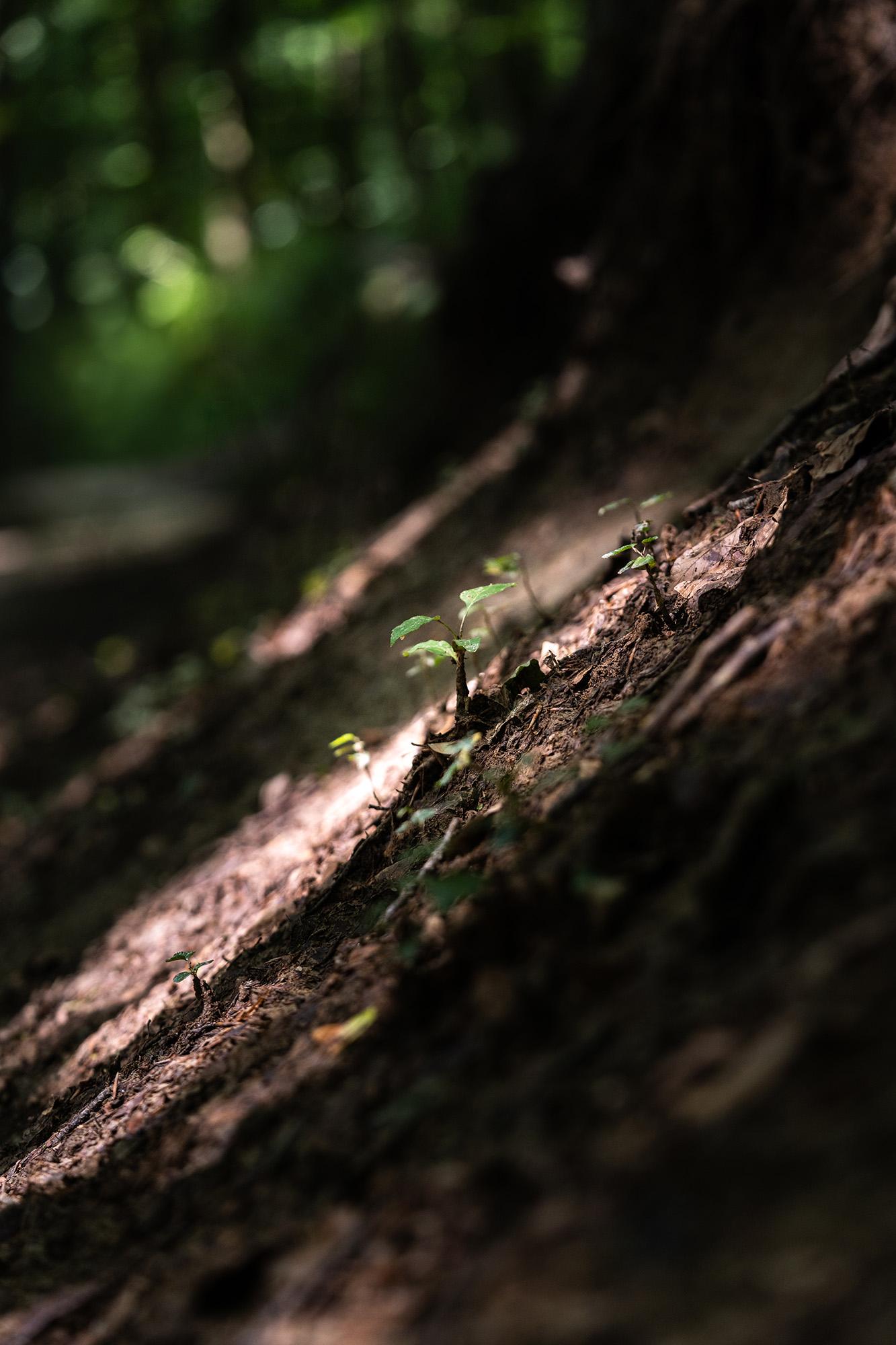 a photo of tiny seedlings growing out of forest ground caught in a narrow shaft of light that is shining through the canopy.