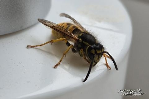 Detailed close-up of a yellow-and-black wasp resting on a white surface, head and antennae in sharp focus with visible compound eyes, translucent folded wings, and a striped abdomen.