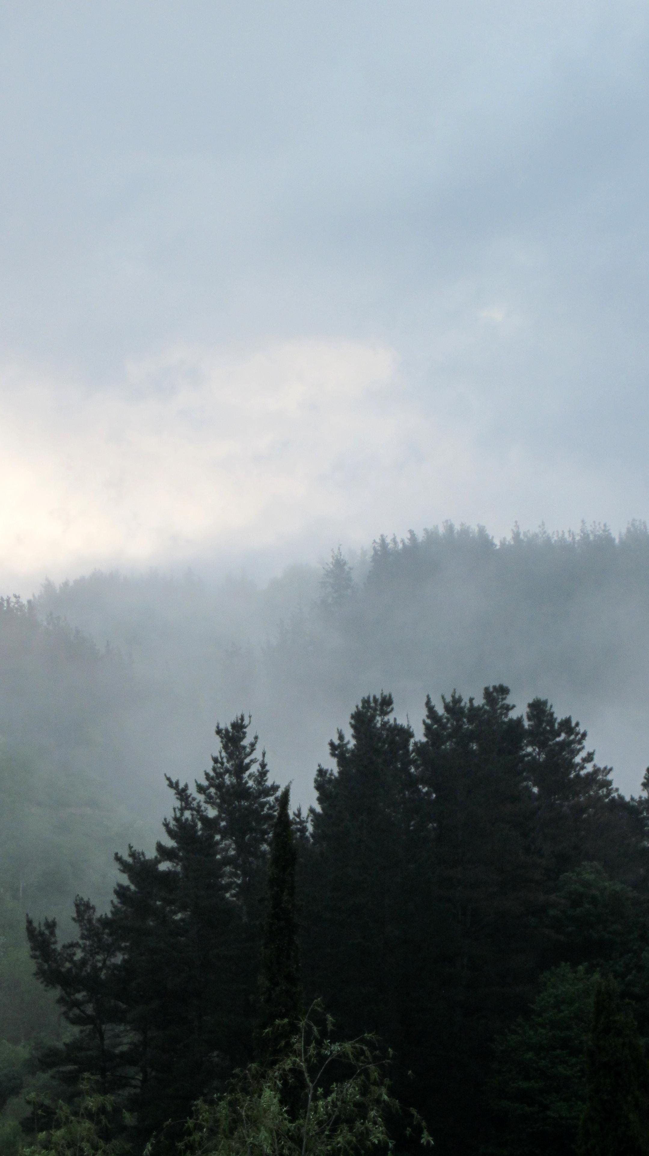 Fotografía en color de un monte boscoso envuelto en niebla