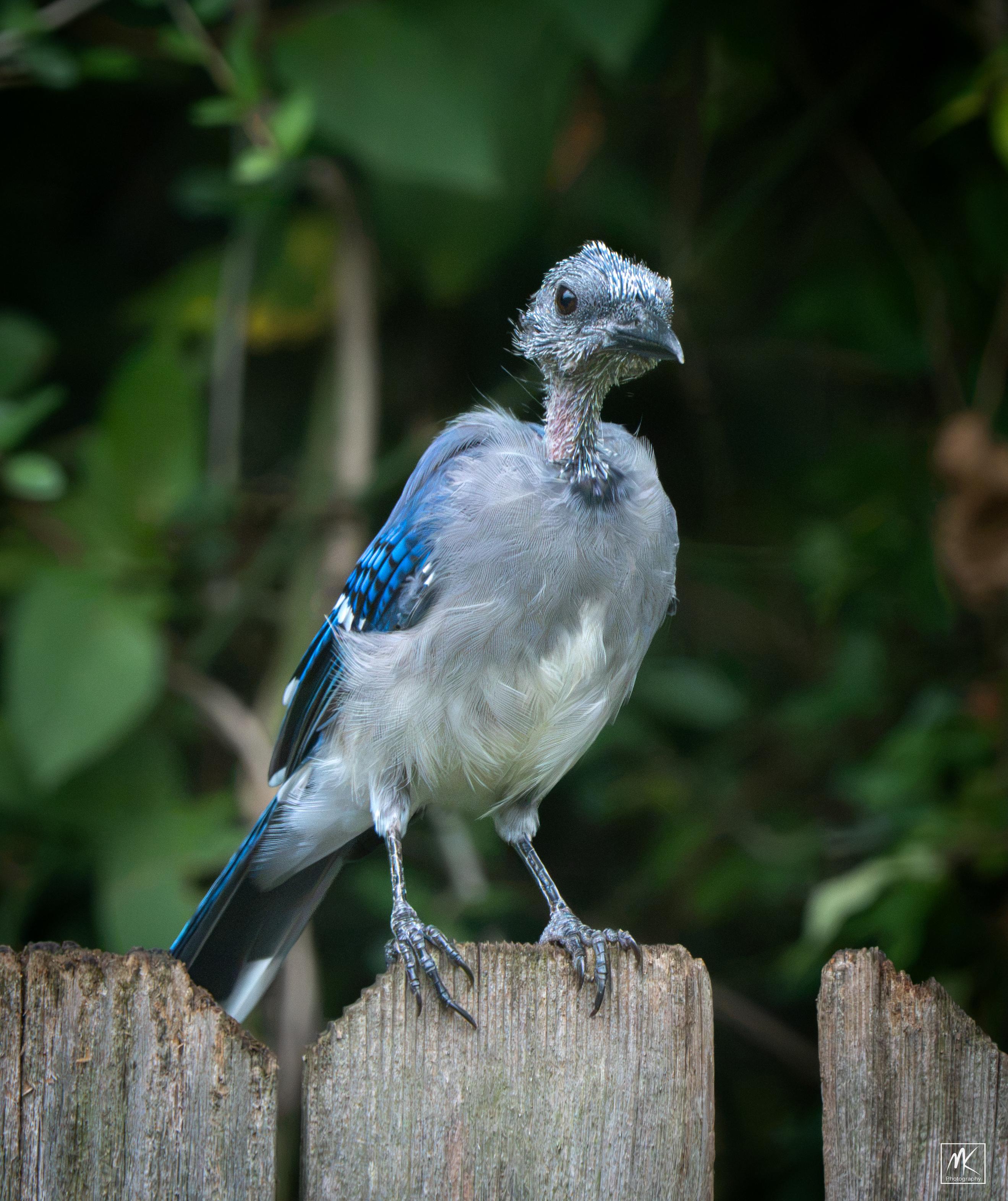 Color photo of a molting blue jay with nearly bare head and neck that is perched atop a wooden fence.