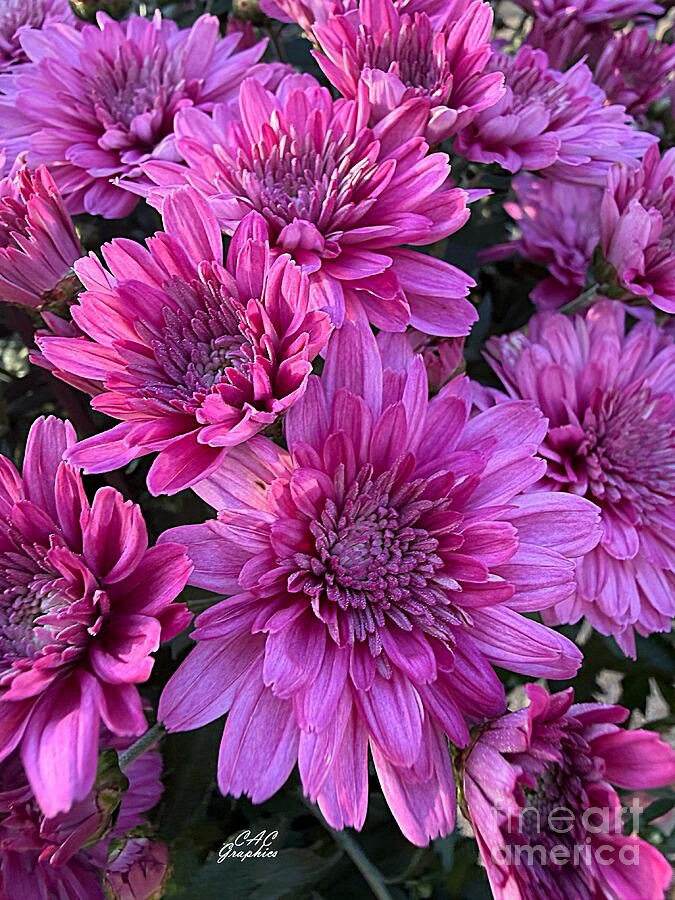 Sunlit Magenta Mums
