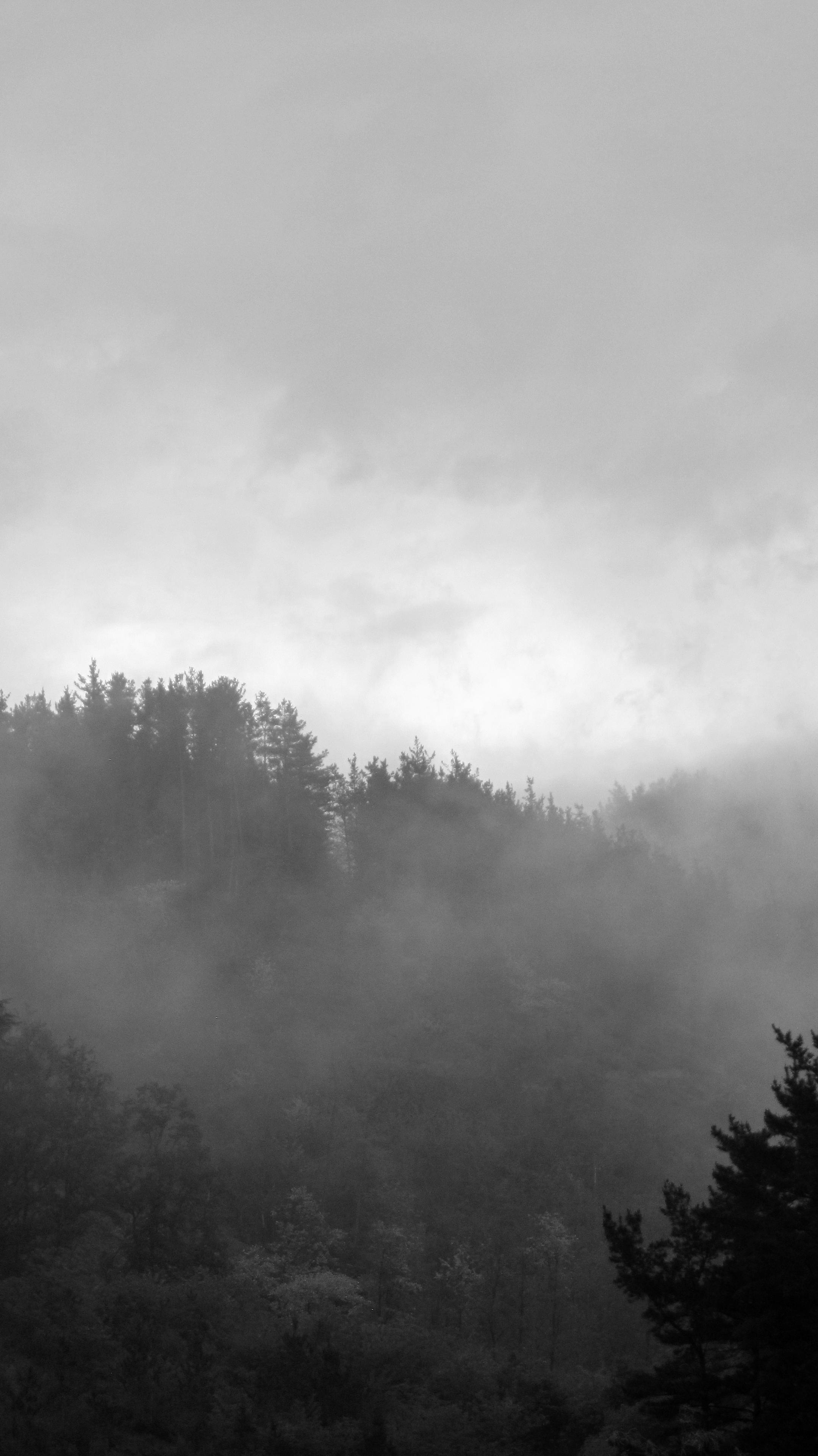 Fotografía en blanco y negro de un monte boscoso envuelto en niebla