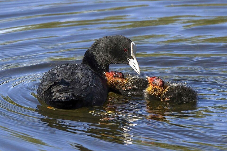 Eurasian coot (Fulica atra) with chicks, Estanque de San Lázaro, Trujillo, Spain by Charles J Sharp
