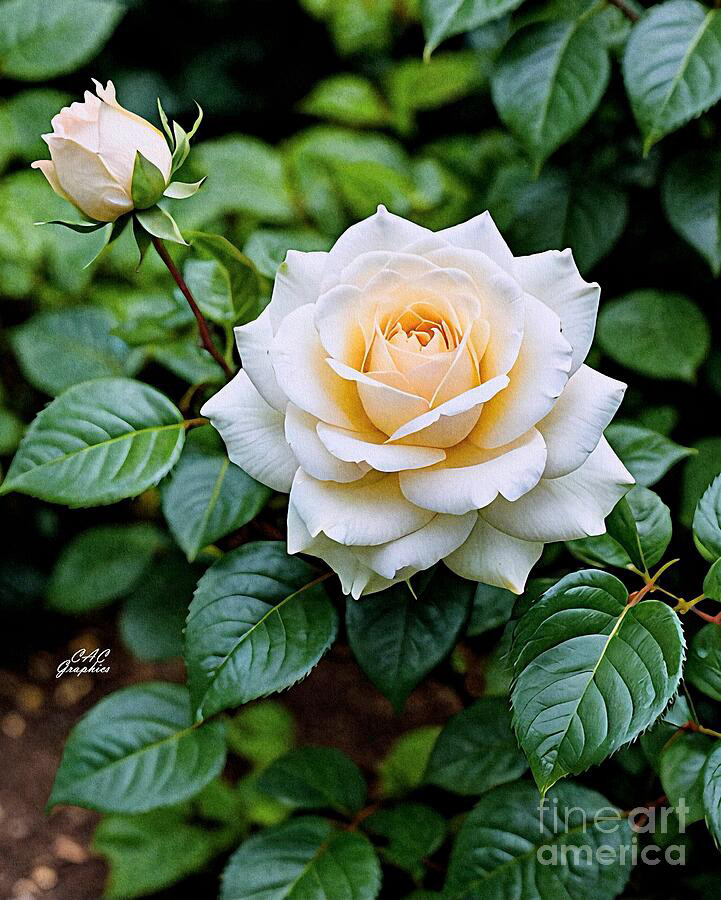 Summer Cream White Rose