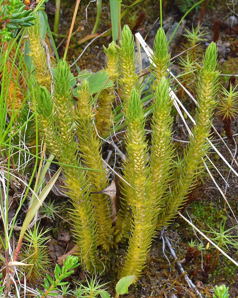 A photo of temperate firmoss.