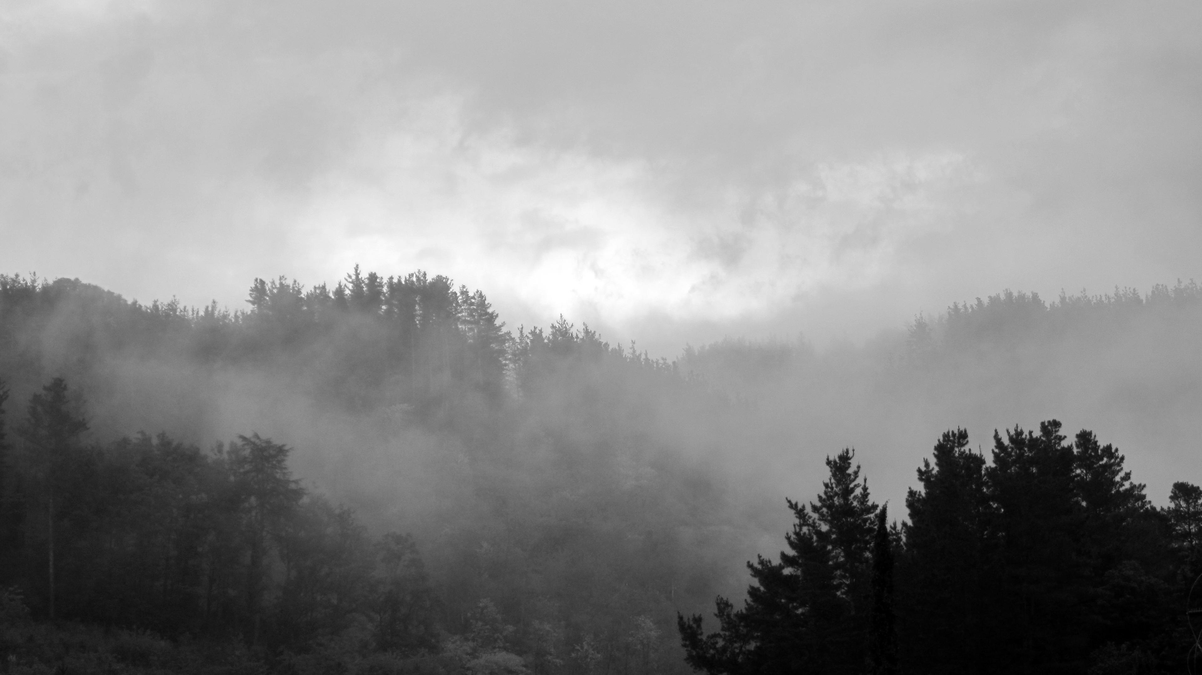 Fotografía en blanco y negro de un paisaje boscoso envuelto en niebla