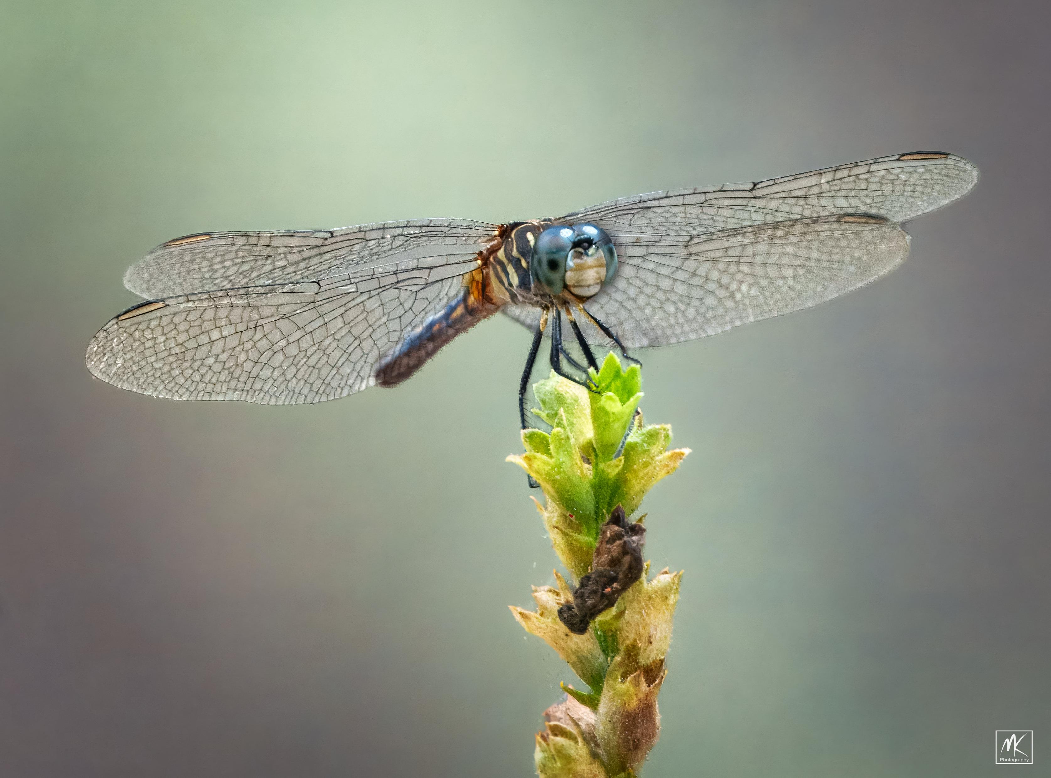 Color photo of a blue dasher dragonfly from the front as it perches on the tip of a plant.