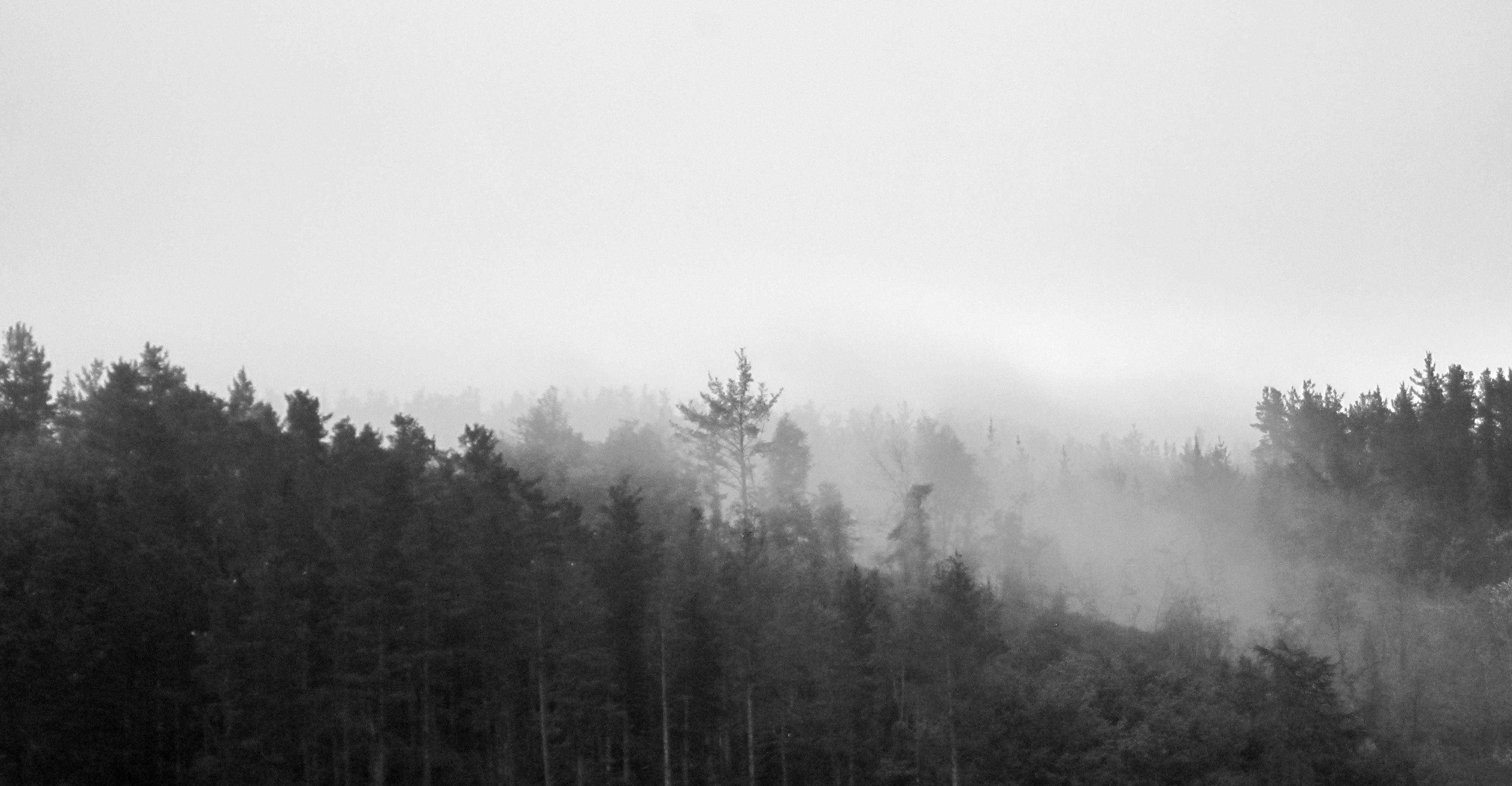 Fotografía en blanco y negro de un bosque en la niebla