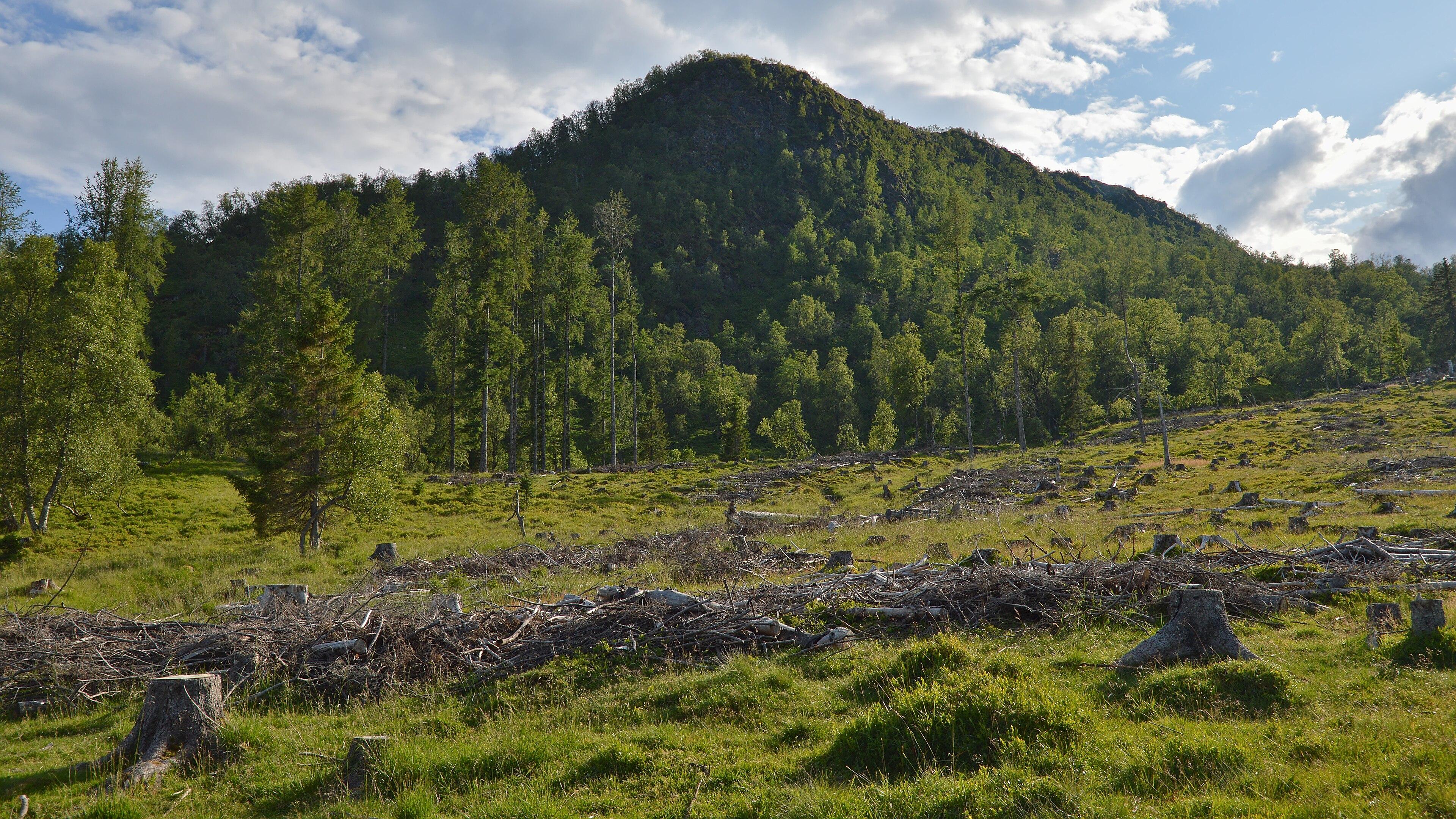 A photo of a forest covered mountain with the forest cleared leading up to it. The sky is blue with white clouds in it.