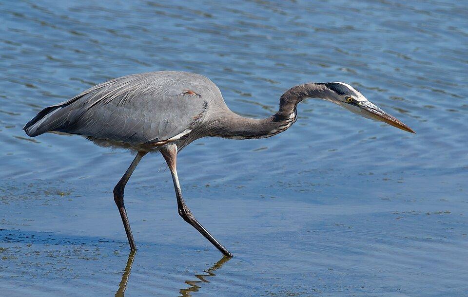 Great Blue Heron (Ardea herodias) hunting at Richardson Bay, California. by Frank Schulenburg #wikimediacommons