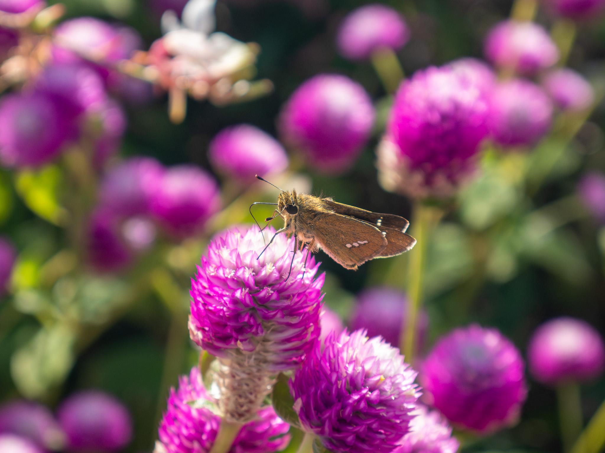 Brown butterfly with white spots on the wings, sitting on a small pink/purple flower. We can see the proboscis (thin black tube) extending from the face, curling down and into the flower. Two antennae extend from the head, thin with rounded ends. The eye is relatively large and dark. The flower has many small petals and is shaped like a round ball.  In the background are several other similar flowers with blurry focus, as well as some blurry leaves and stems.