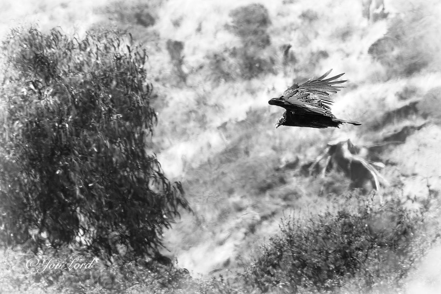 This is a black and white wildlife photo in landscape format of a large bird soaring beside a hillside and searching for food. Angel Island, California (2017).

In the foreground and blurred gently out of focus are numerous shrubs, assorted vegetation and a medium sized tree with dark leaves dominating the left third of the photo. To the right and slightly above centre in the image is our Turkey Vulture (Cathartes Aura) sometimes called a Turkey Buzzard or just Buzzard. The bird is soaring in the sea breeze that's blowing up the hillside allowing the bird to almost hover over an area of interest (breakfast). The bird is viewed in profile with only the left side and top surface in view. The camera is at the same level as the bird and is viewed from a few metres away (in reality much further away but the camera has a long lens in use). The vulture has an overall dark tone to the feathers, a large and wide wing with the feathers on the tips separating and angled upwards slightly (similar 