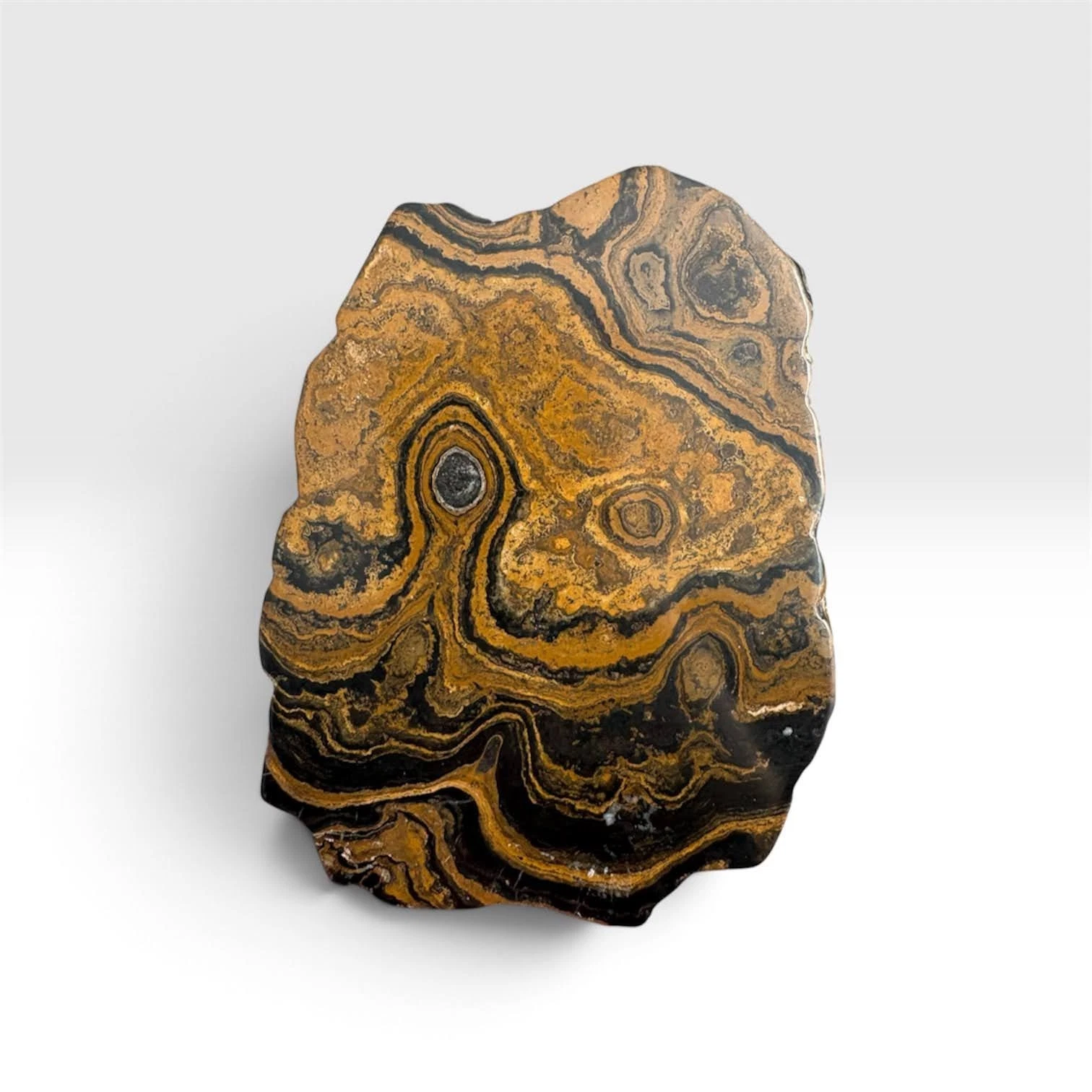 A polished slab of Precambrian stromatolite someone's selling on eBay.
