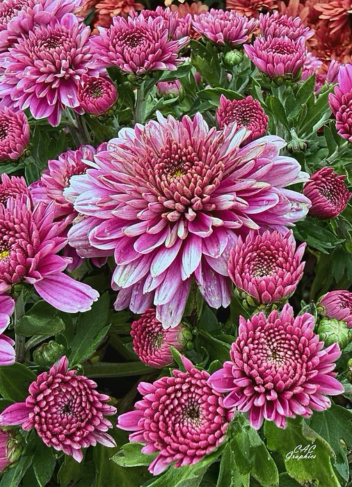 Cluster of Pink Chrysanthemums