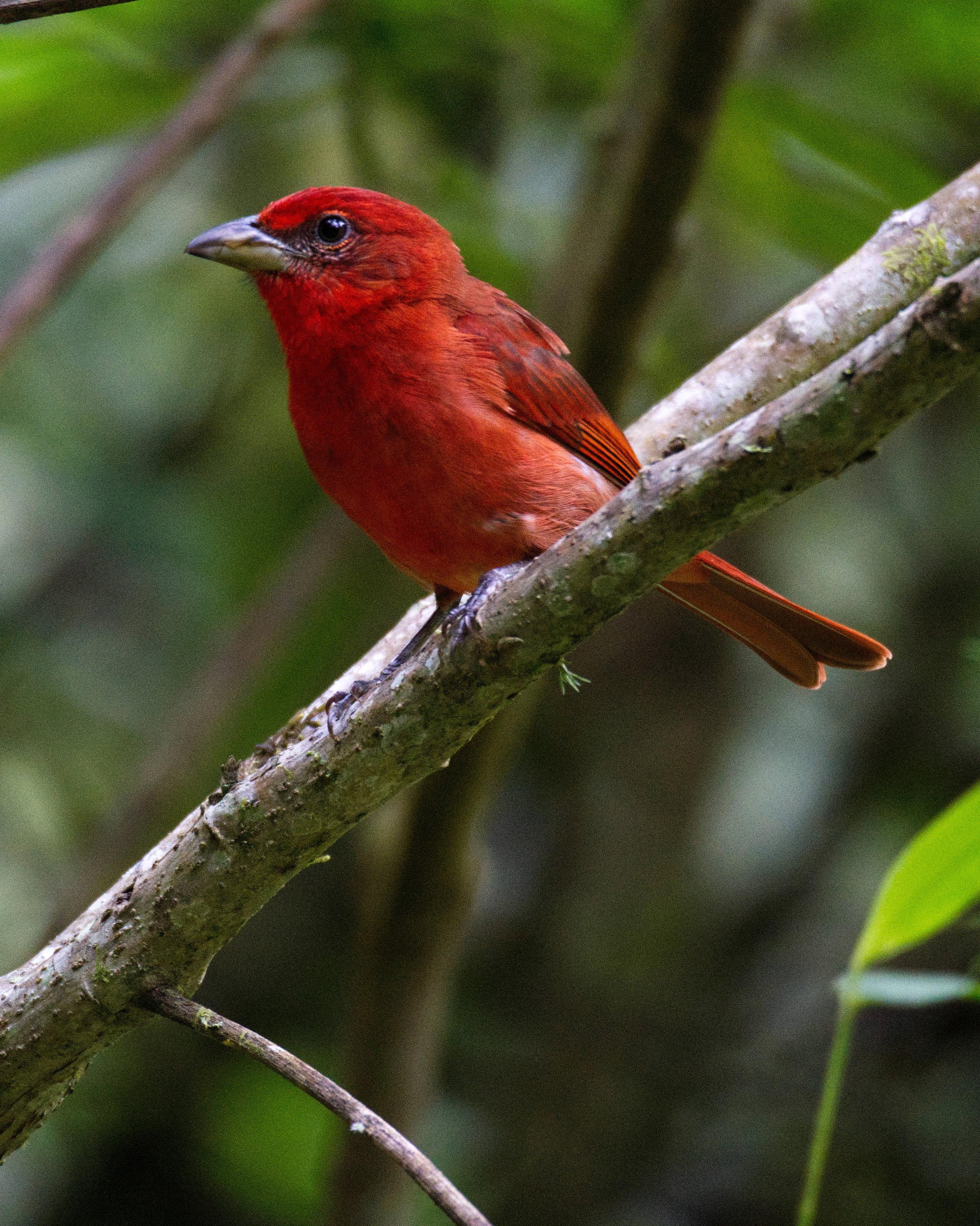 Hepatic Tanager