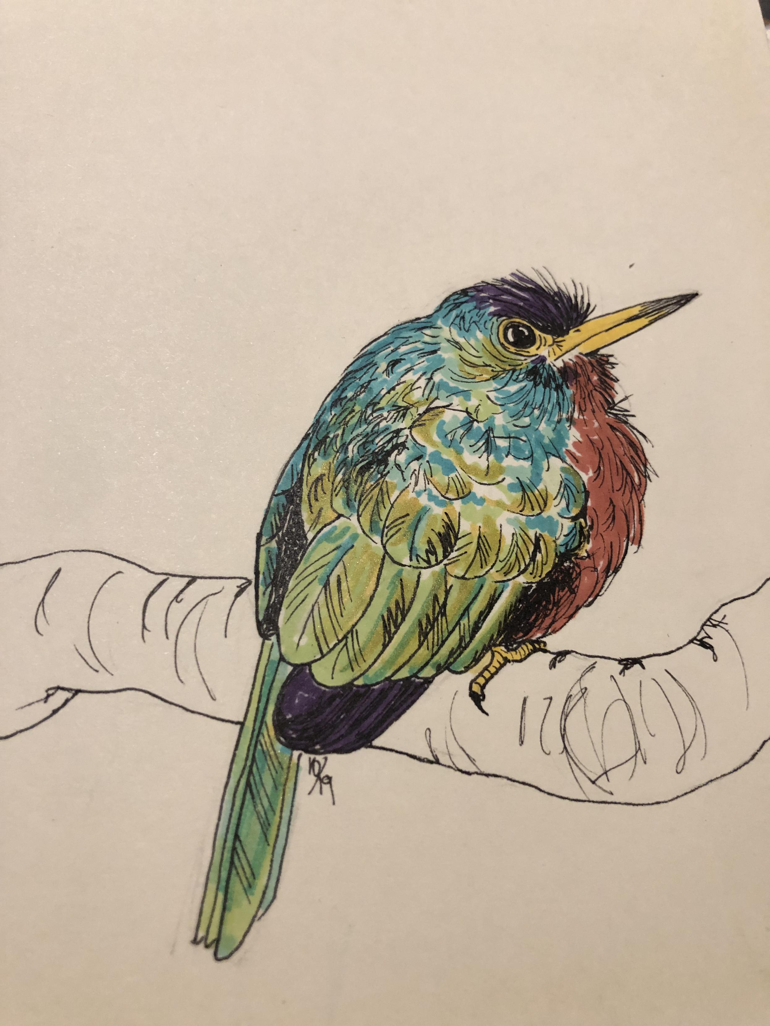 ink and marker drawing of a blue-necked jacamar.