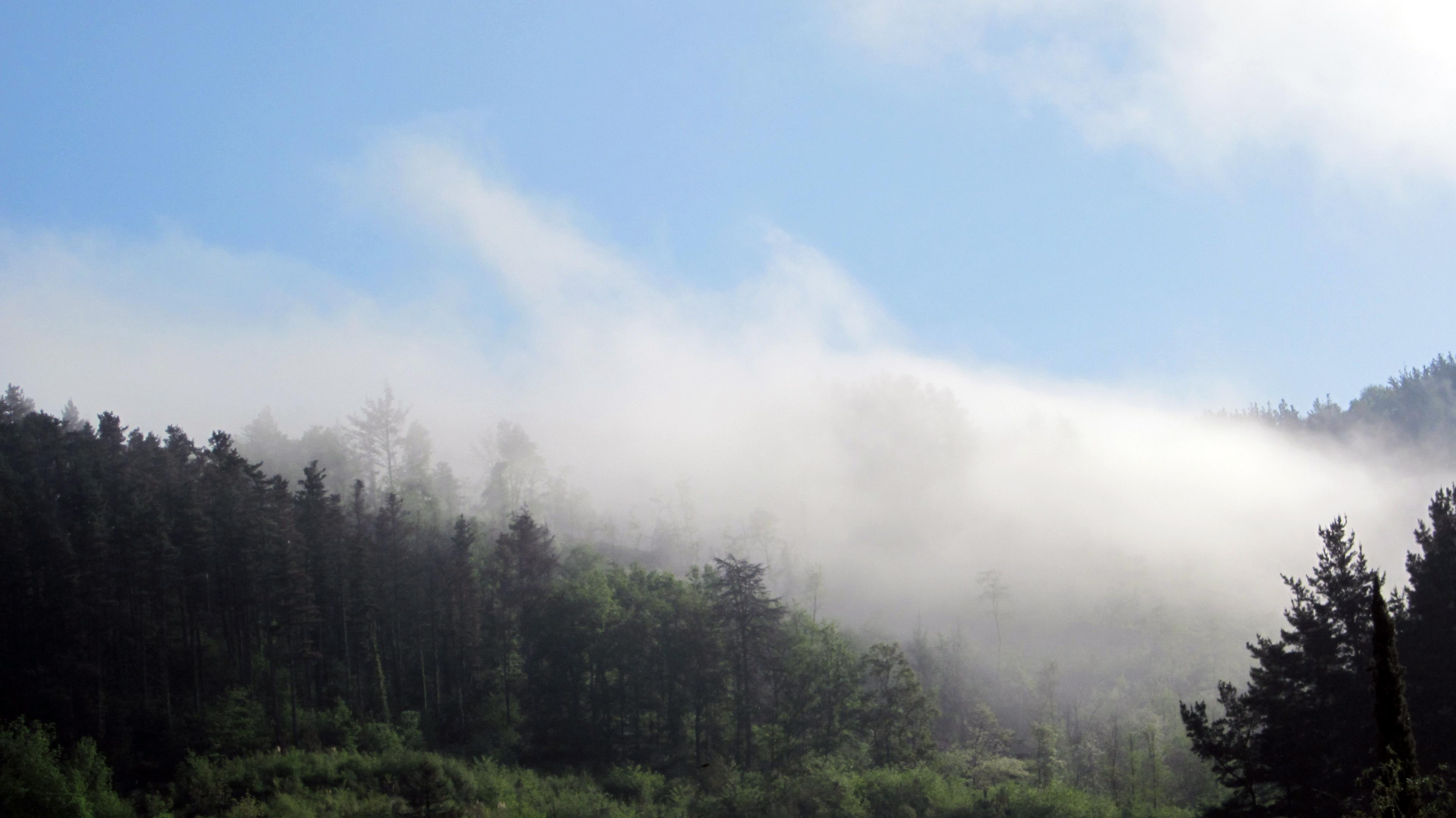 Fotografía en color de un monte boscoso envuelto en niebla