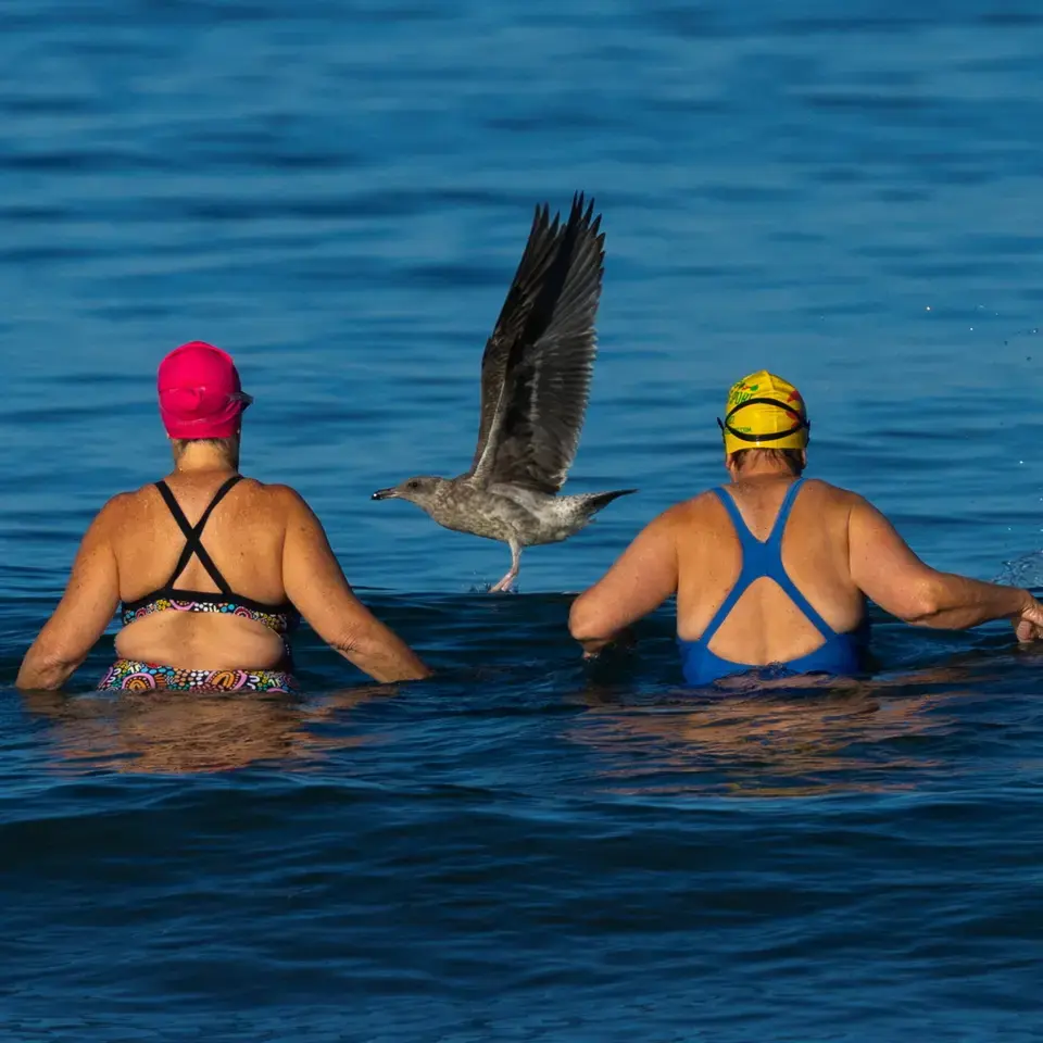 Eine Möwe stört zwei Frühschwimmerinnen am La Jolla Shores in San Diego, Kalifornien (USA).