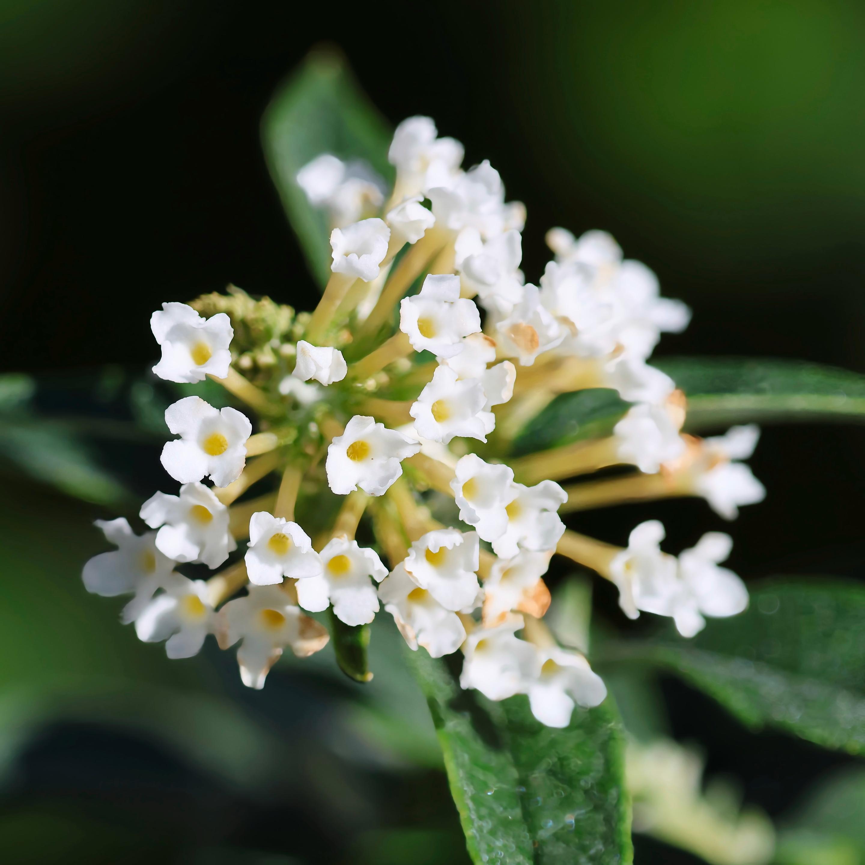The last tiny flowers from our butterfly bush (Pugster White) before the Autumn dormancy period.