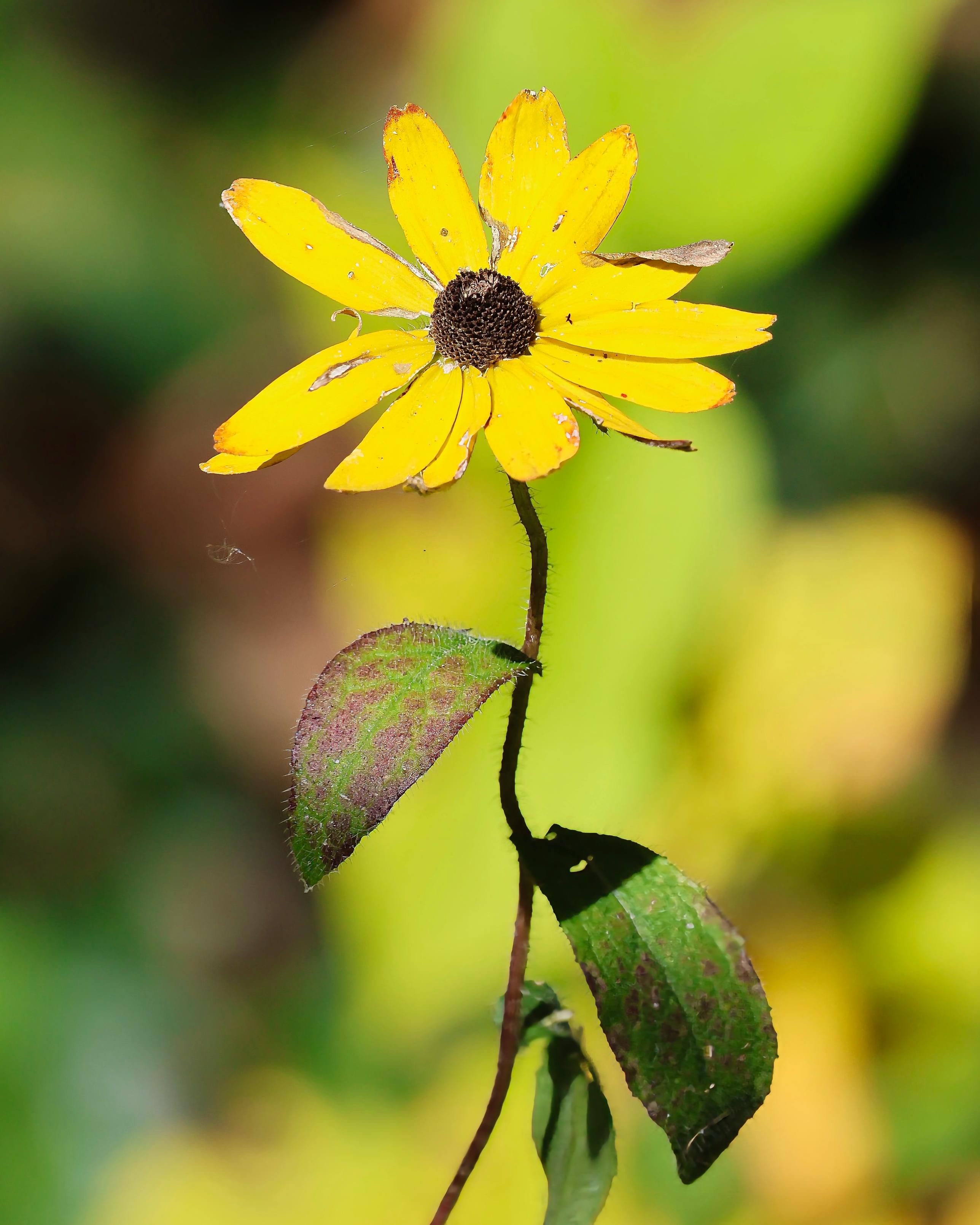 The final Black-eyed Susan a.k.a. yellow coneflower (Rudbeckia hirta) in the wild patch of our backyard