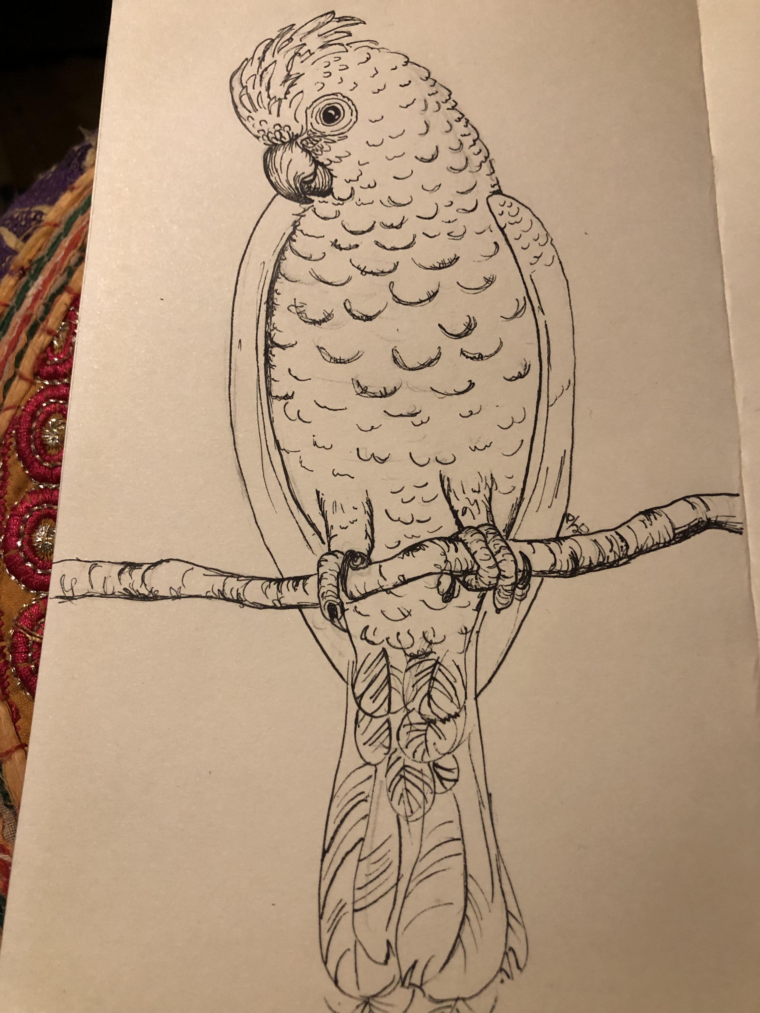 Ink drawing of a Philippine Cockatoo.