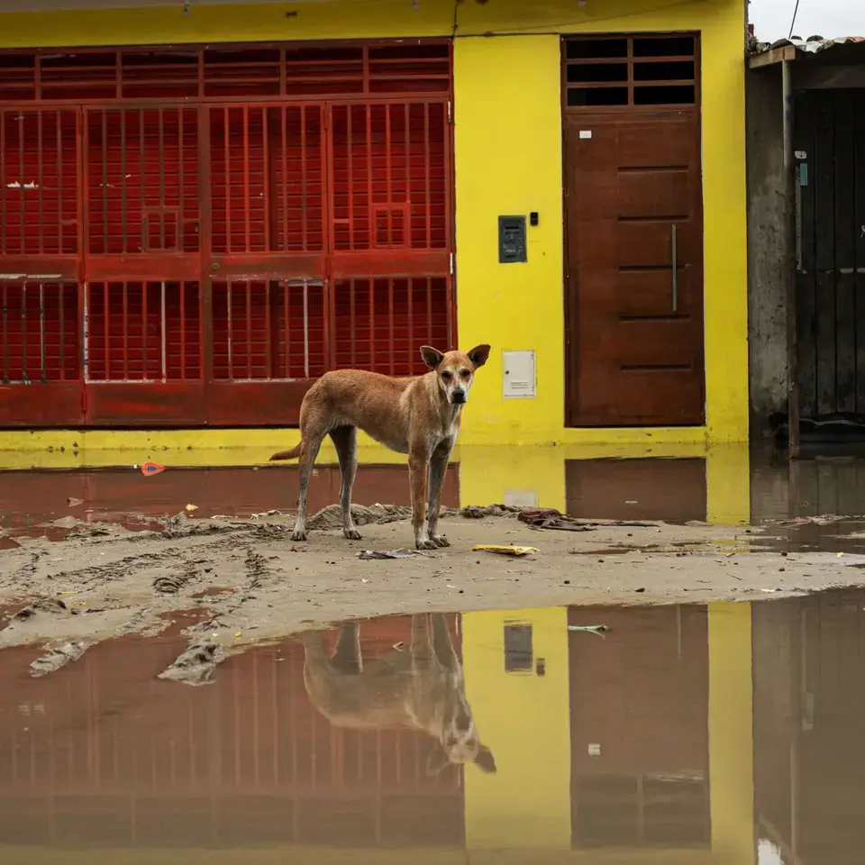 Ein Hund steht auf einer überfluteten Straße inm peruanischen Piura.