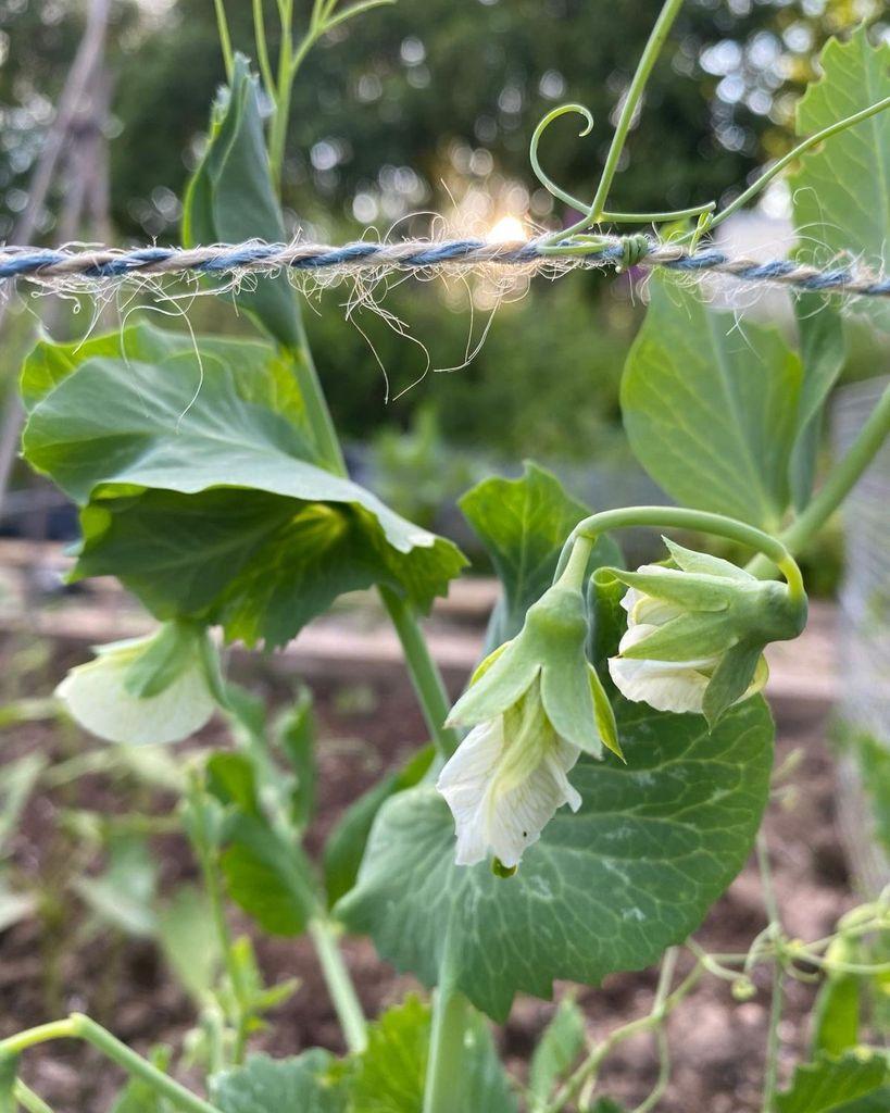 lush green sweet pea with white flowers with tendrils clinging to a horizontal string
