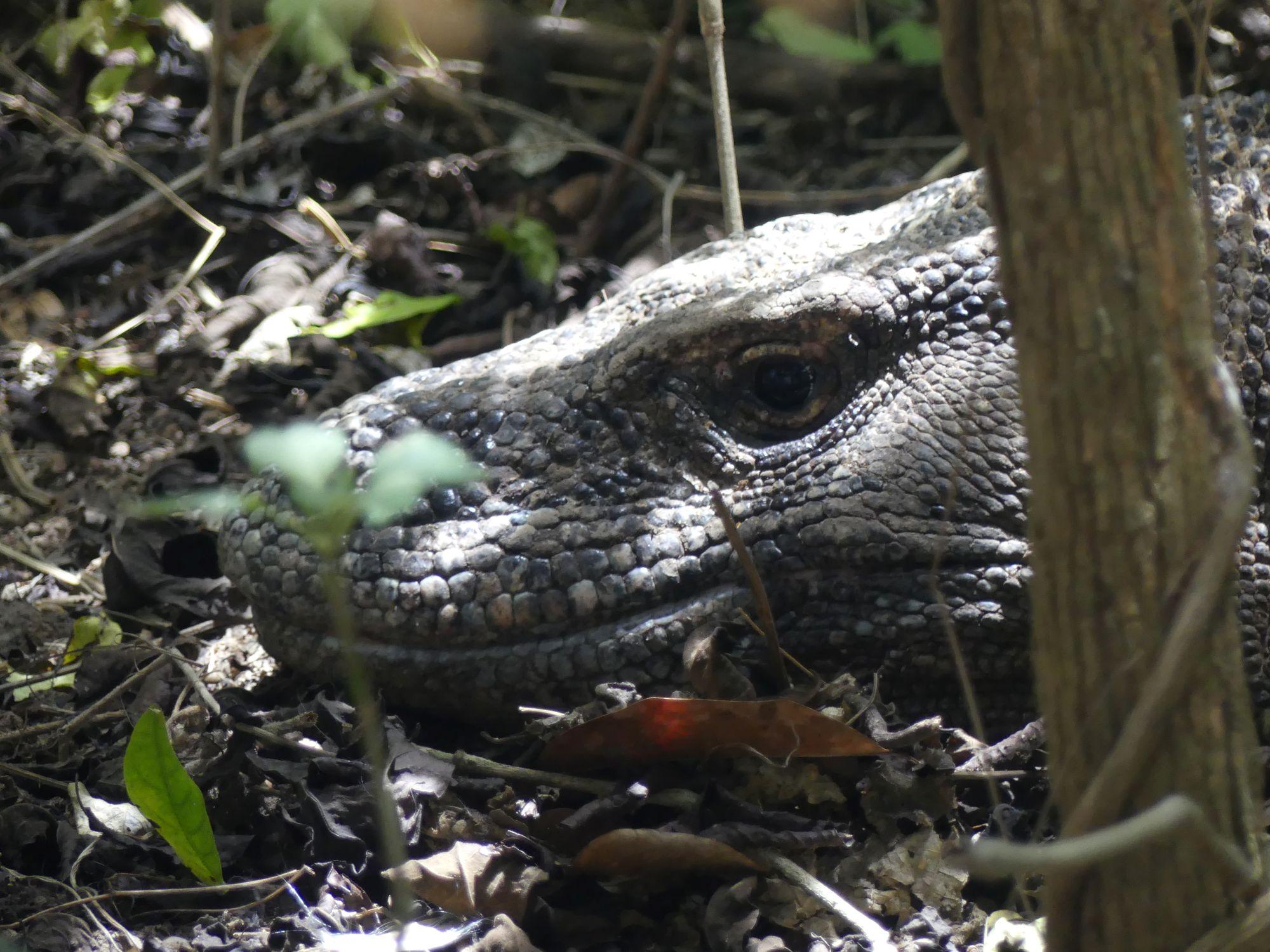 A well hidden Komodo dragon on Komodo Island, Indonesia.