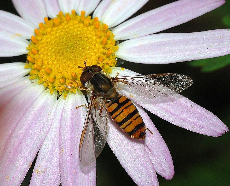 Marmalade hoverfly (Episyrphus balteatus) feeding on a flower. by Alvesgaspar #wikimediacommons