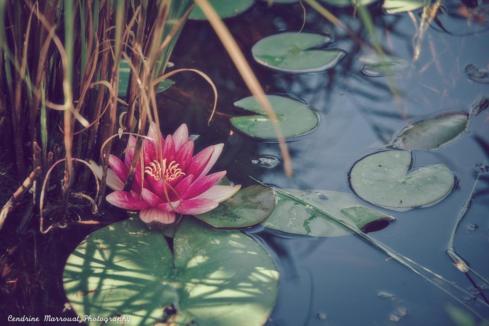 A closeup shot of a pink waterlily floating among several pads in a small pond