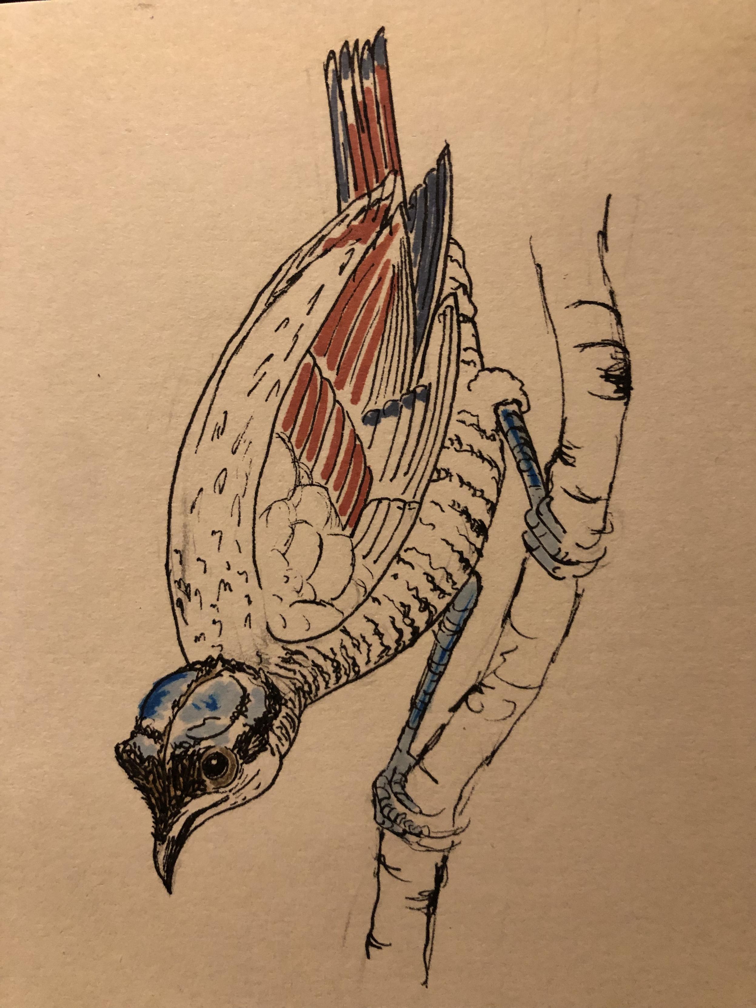 ink drawing of a Wilson's bird-of-paradise.