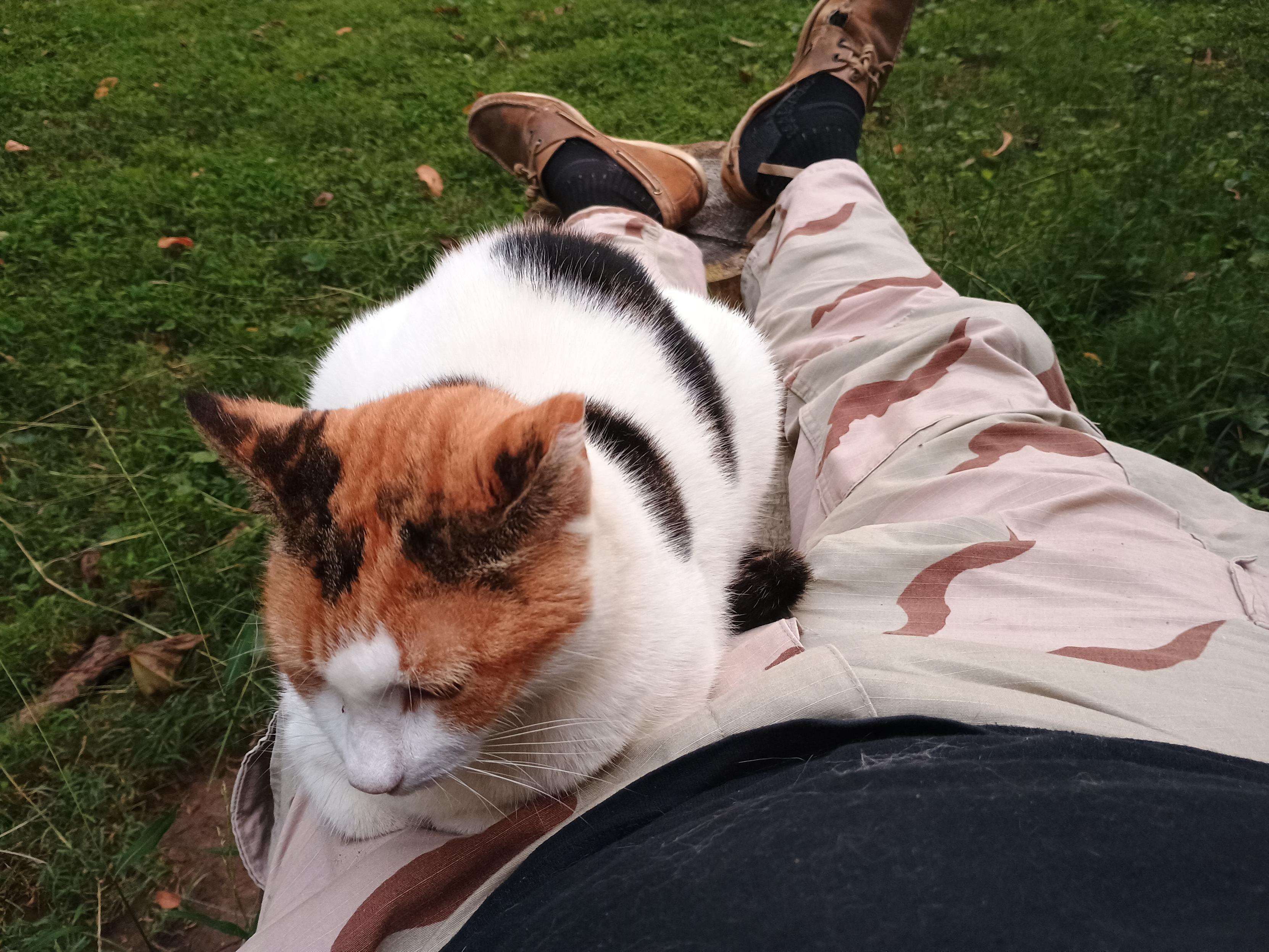 Pic looking down my legs with a white dominant calico cat on my upper thigh. It's outside on a wooden bench. The bottom of a black shirt can be seen, with the main view being coffee stain desert camo pants, black socks, and old tan boat shoes. Beyond is grass.