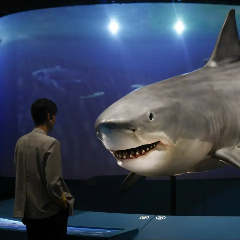 Lebensgroße Haifisch-Nachbildungen sind im Ausstellungszentrum CosmoCaixa in Barcelona zu sehen.
